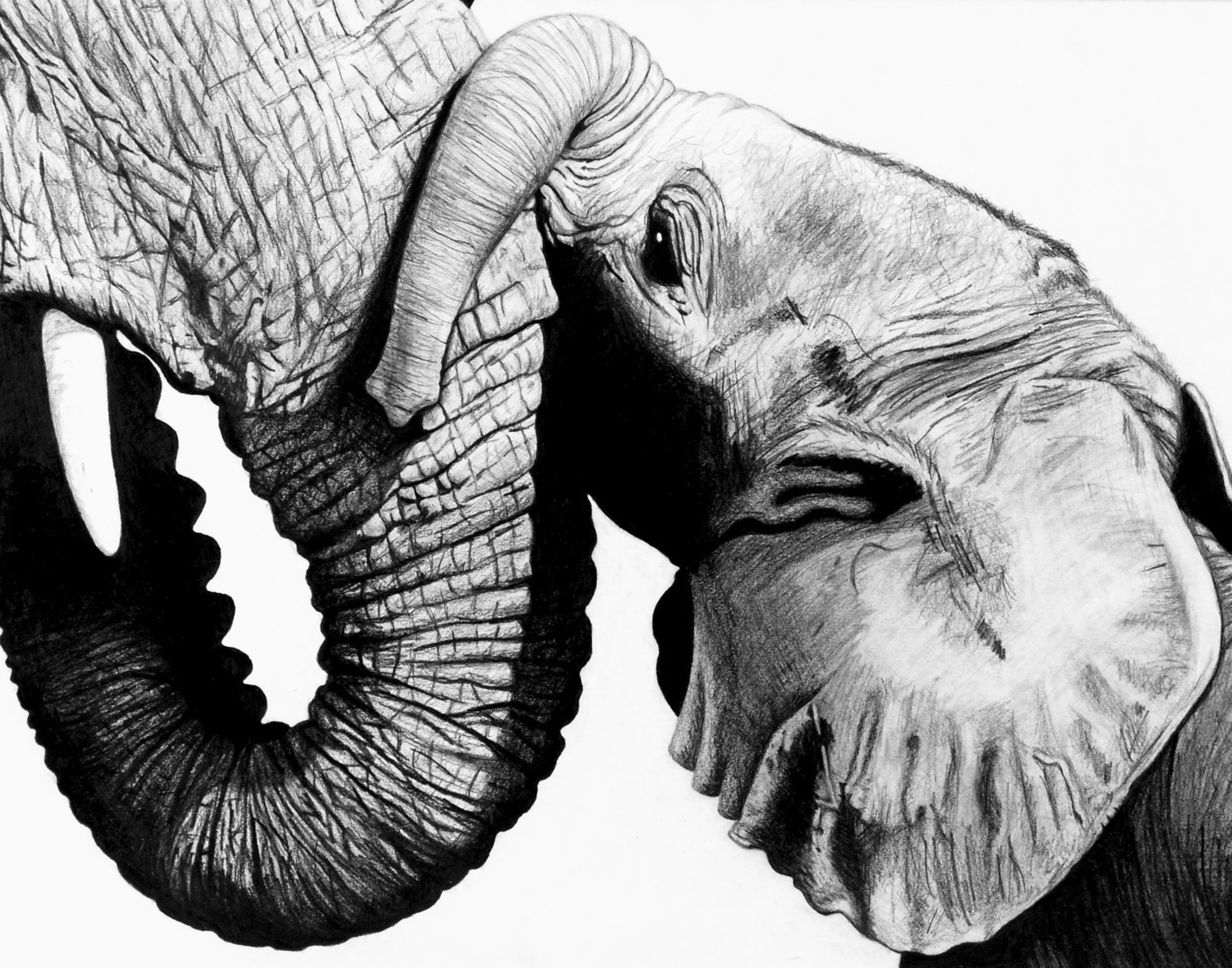 elephants.jpg