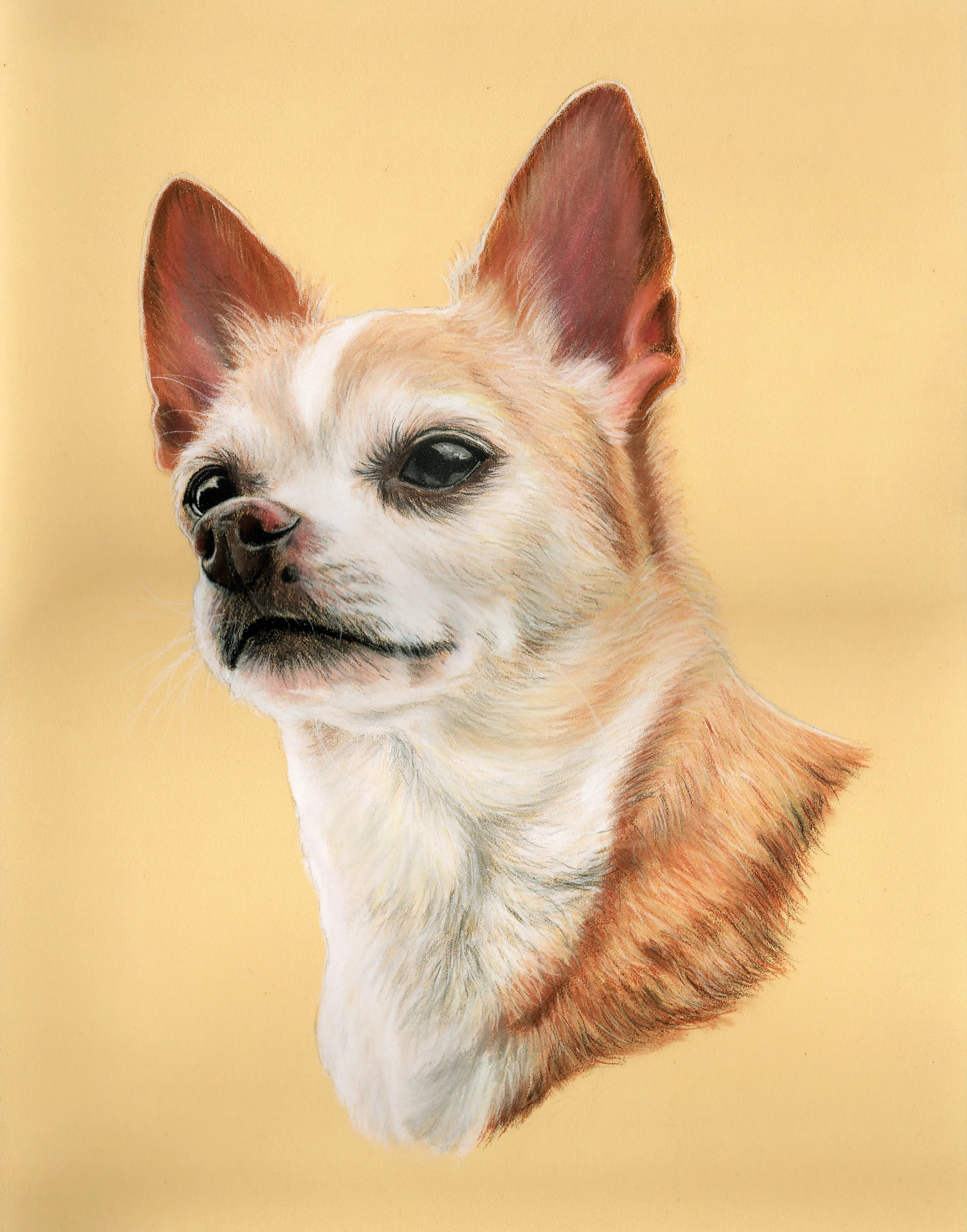 terry's dog.jpg
