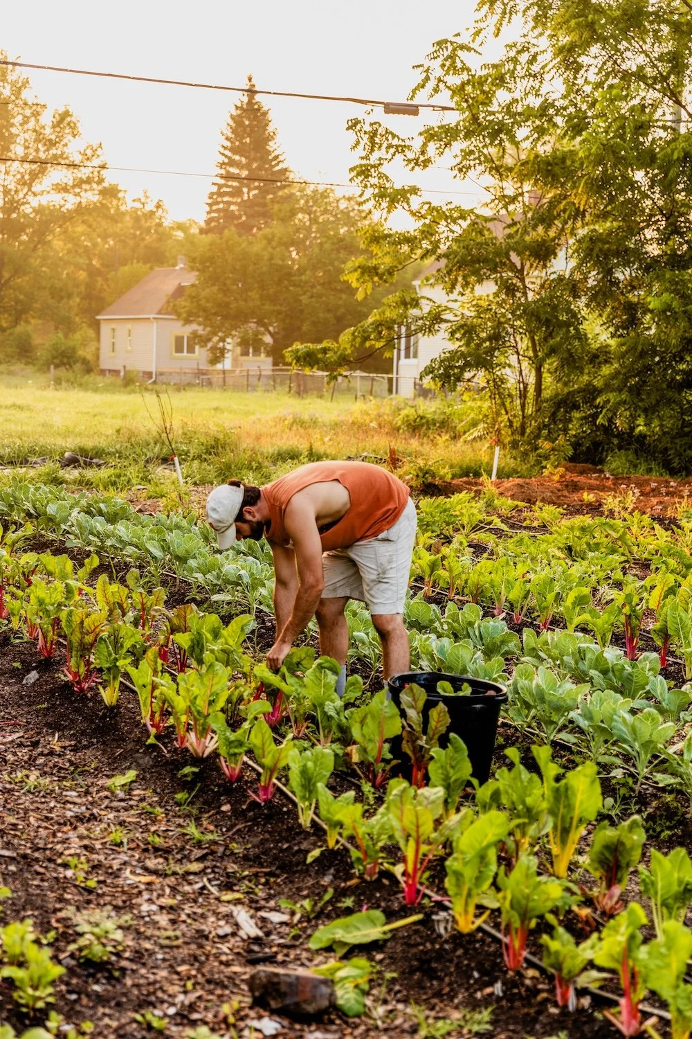 Person tending to a lettuce crop line