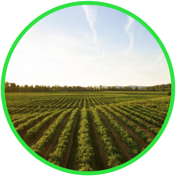 AGRICULTURAL WASTE