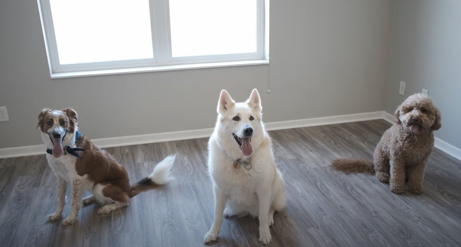 Three dogs sit on a wooden floor in a bright room of apartments in Rochester, all gazing at the camera with tongues out.