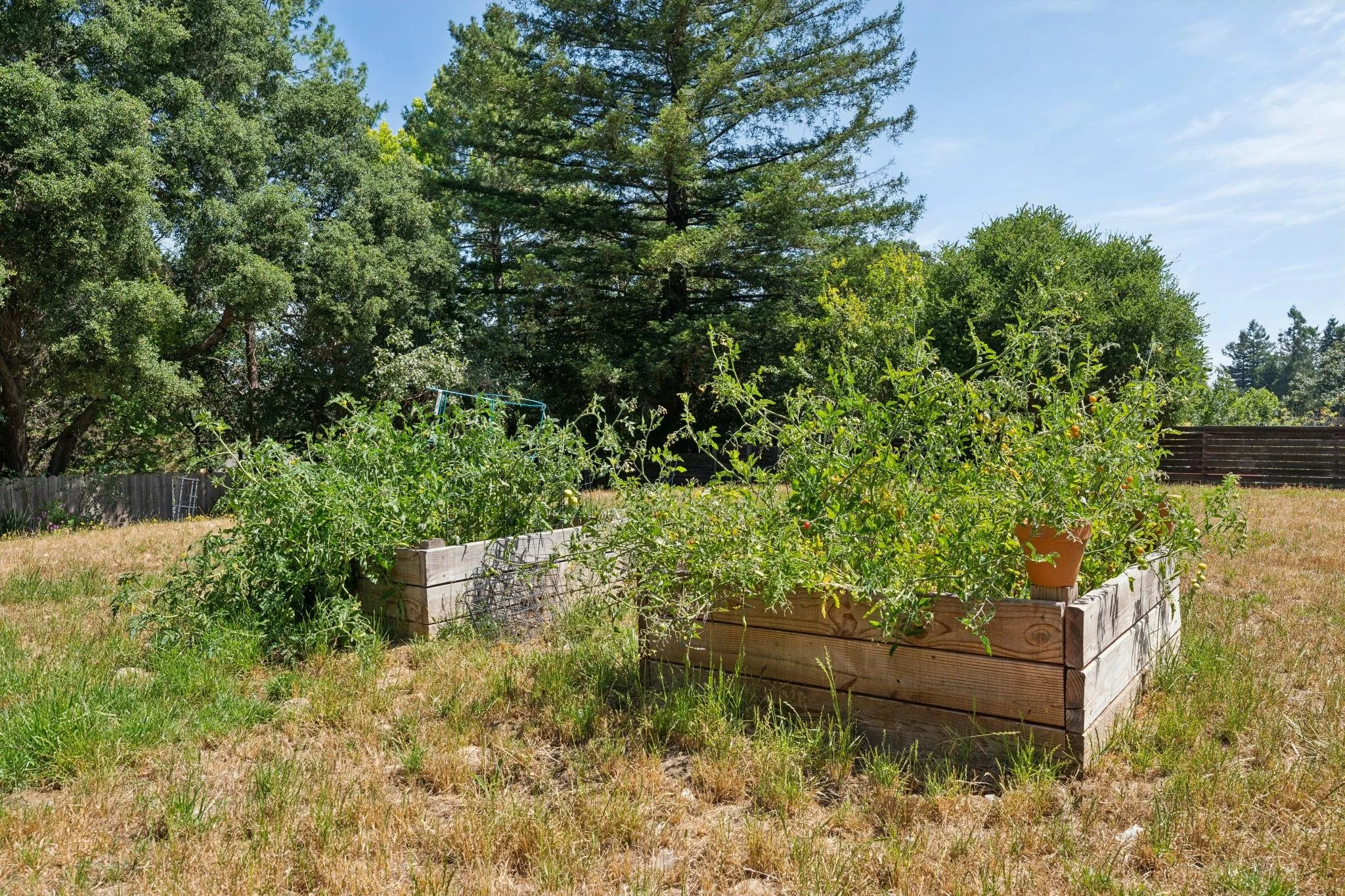 A backyard garden with raised wooden beds growing tomatoes, surrounded by trees and fenced in, on a sunny day.