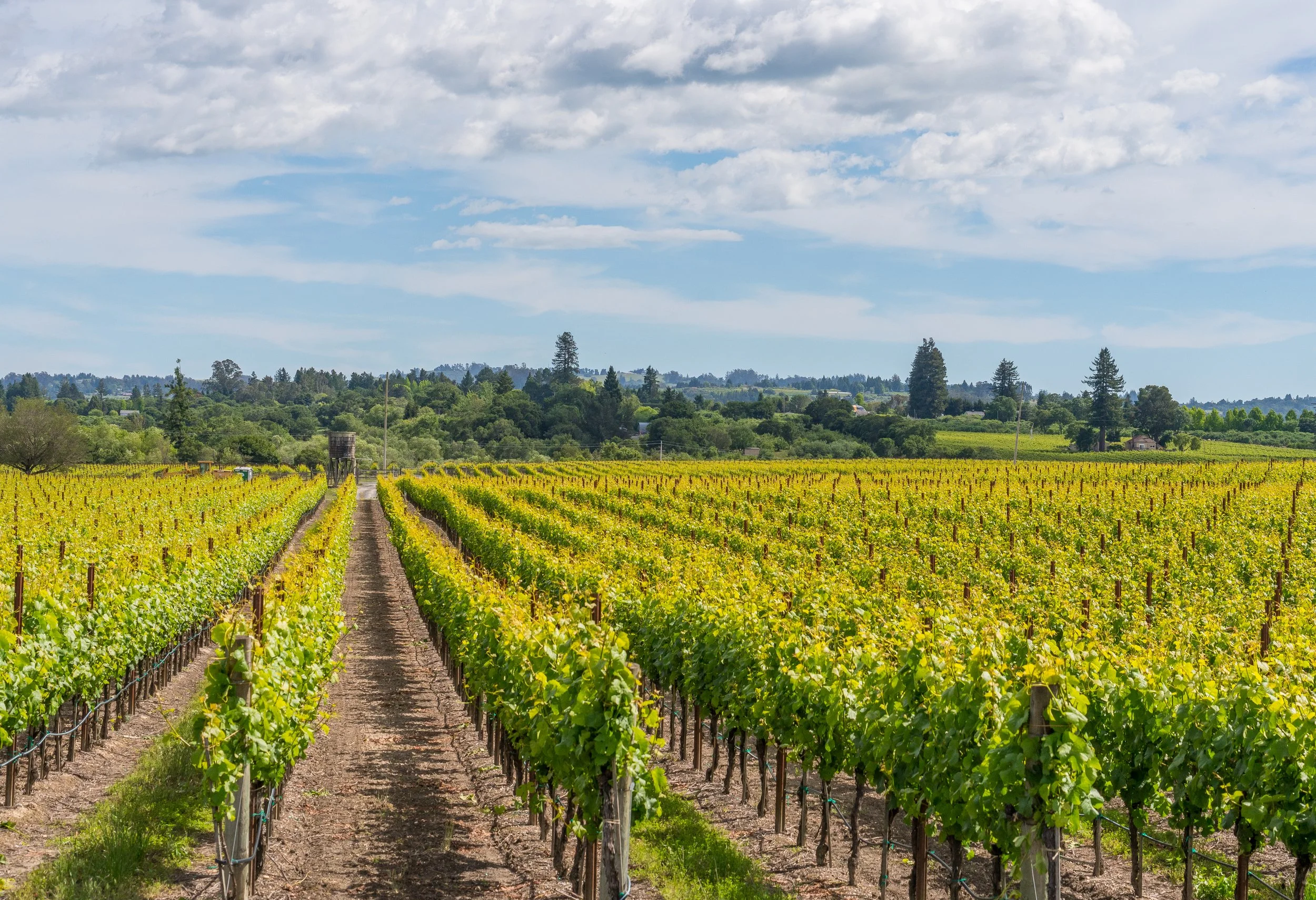 A vineyard with rows of grapevines under a partly cloudy sky, with trees and hills in the background.