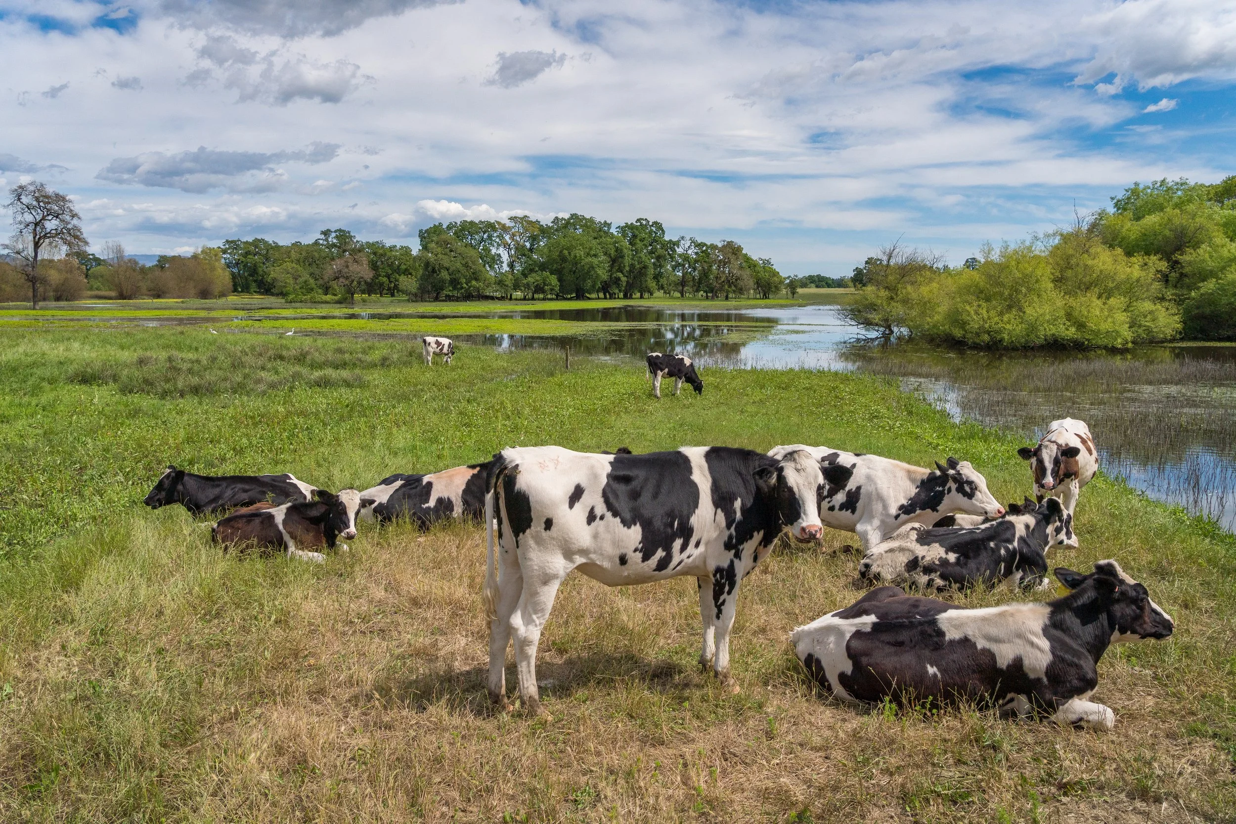 A group of Holstein cows resting and grazing in a green field near a body of water, with trees and a partly cloudy sky in the background.