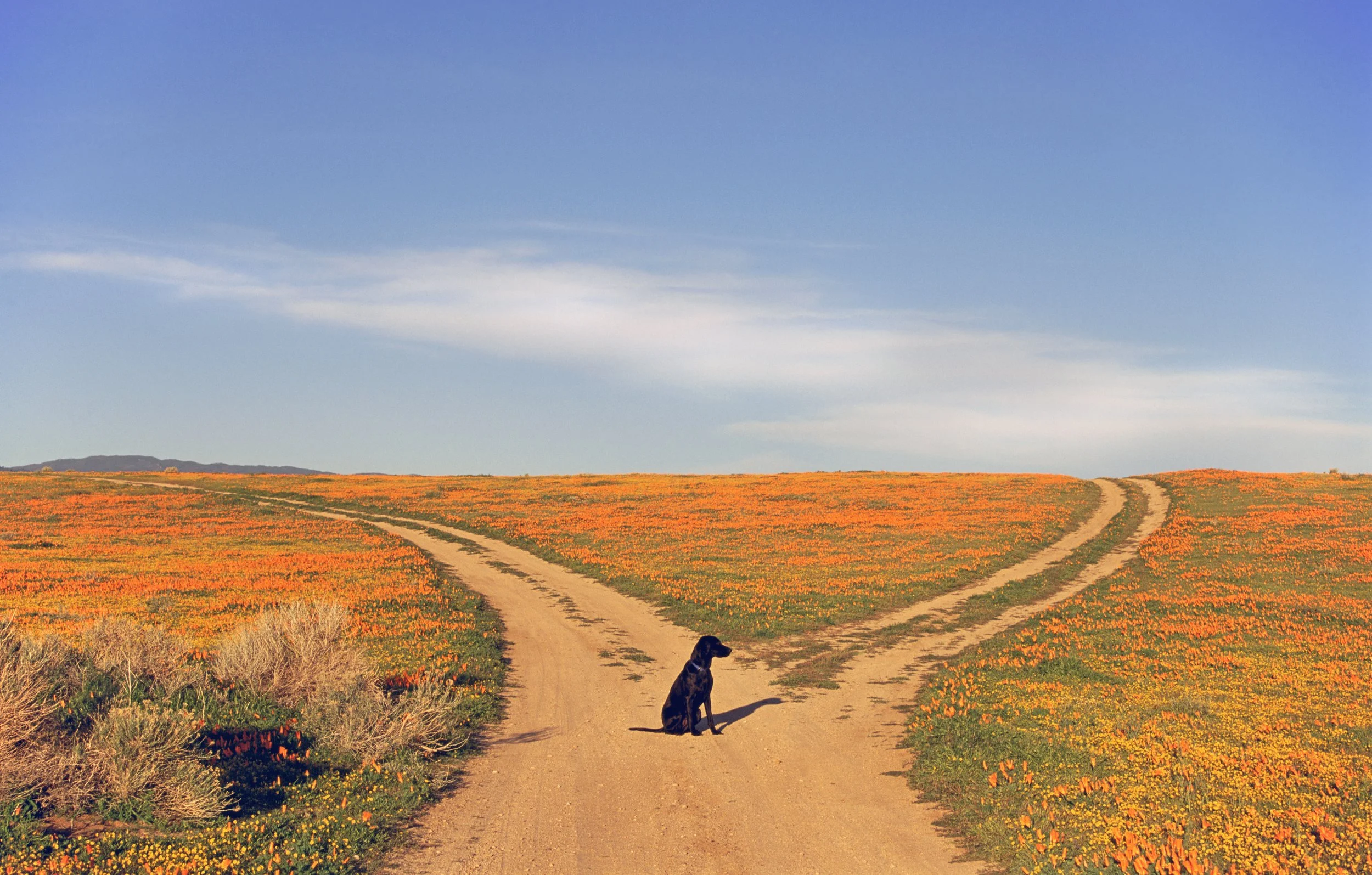 GEO vs. SEO: The Difference, Explained Like You're Busy