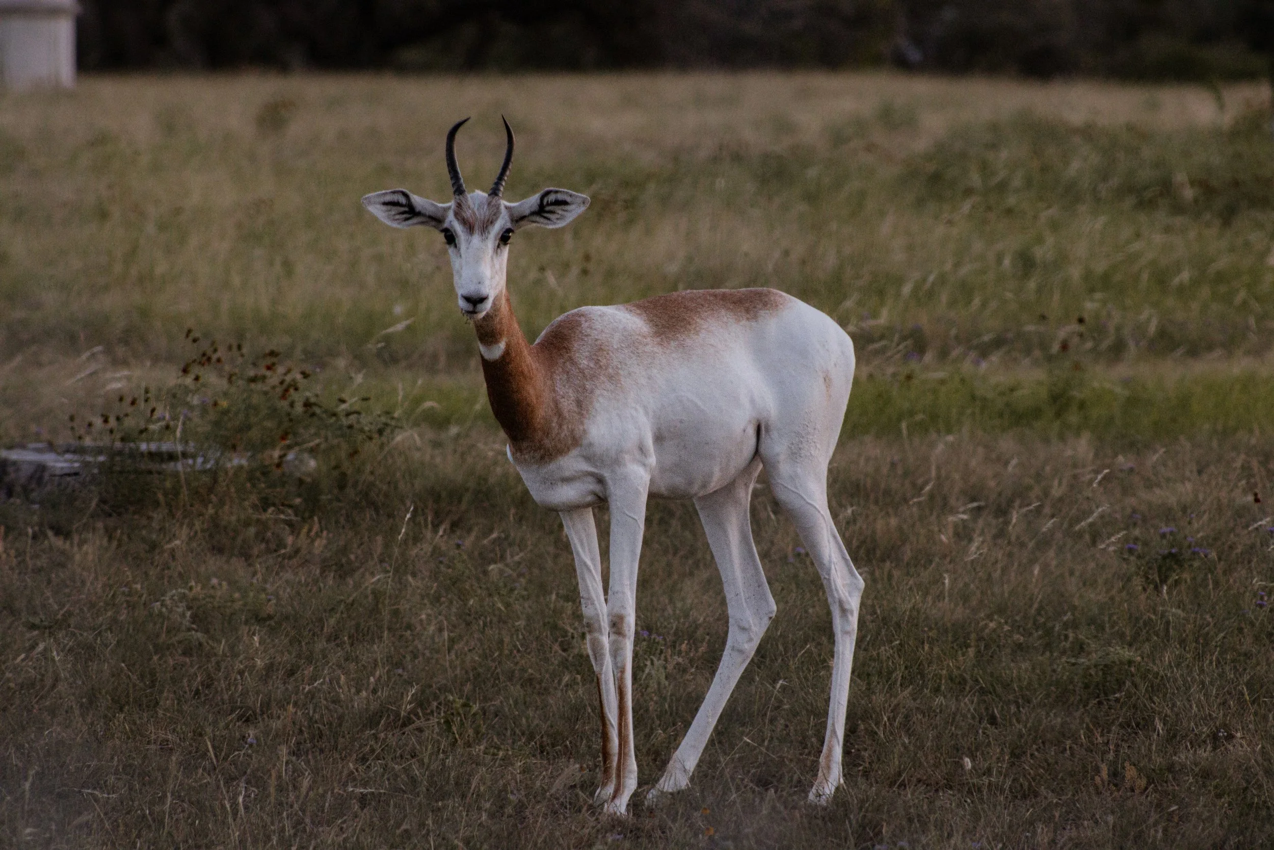 Addra Gazelle