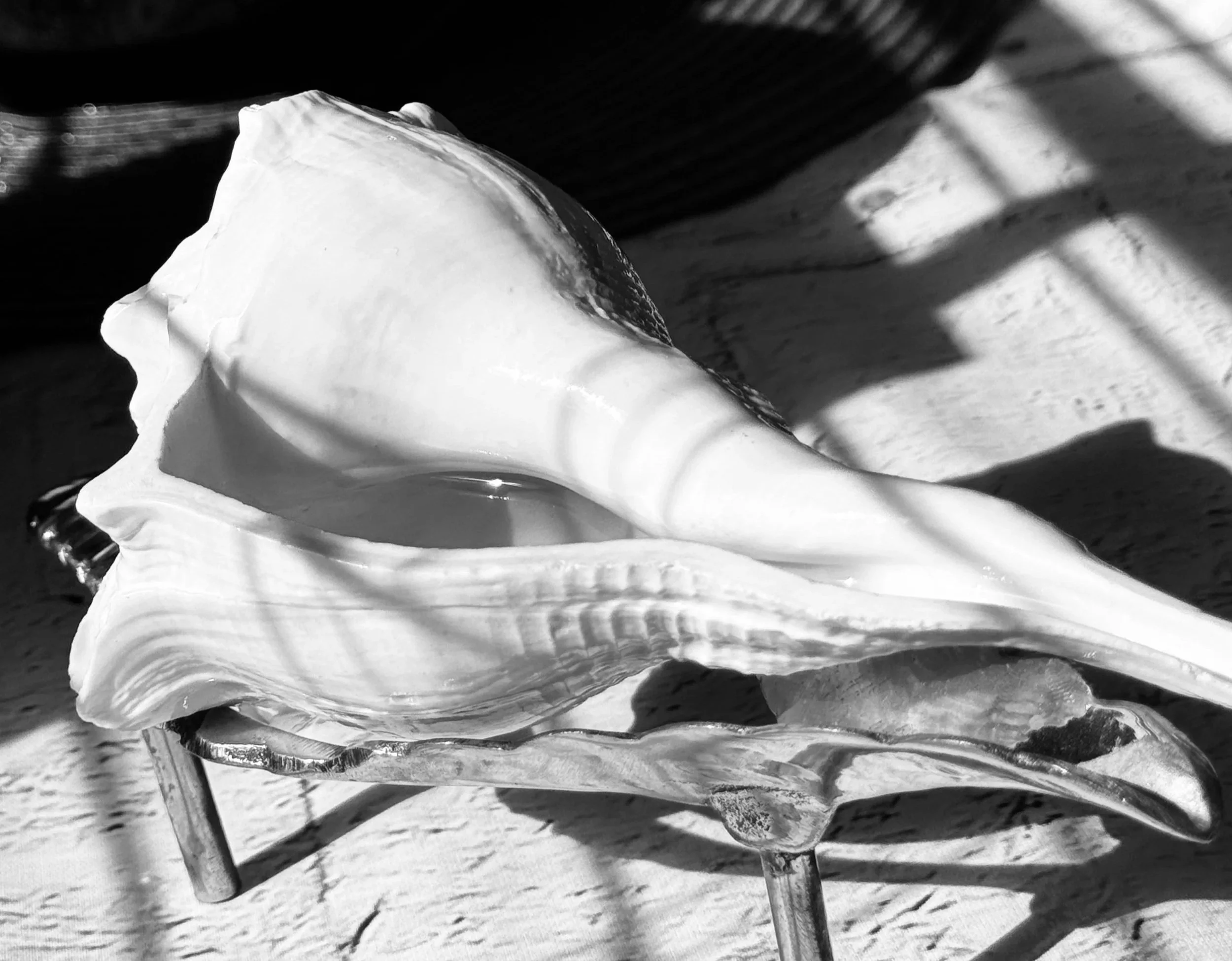 A black and white photograph of a seashell on a wooden surface with shadows cast across the scene.