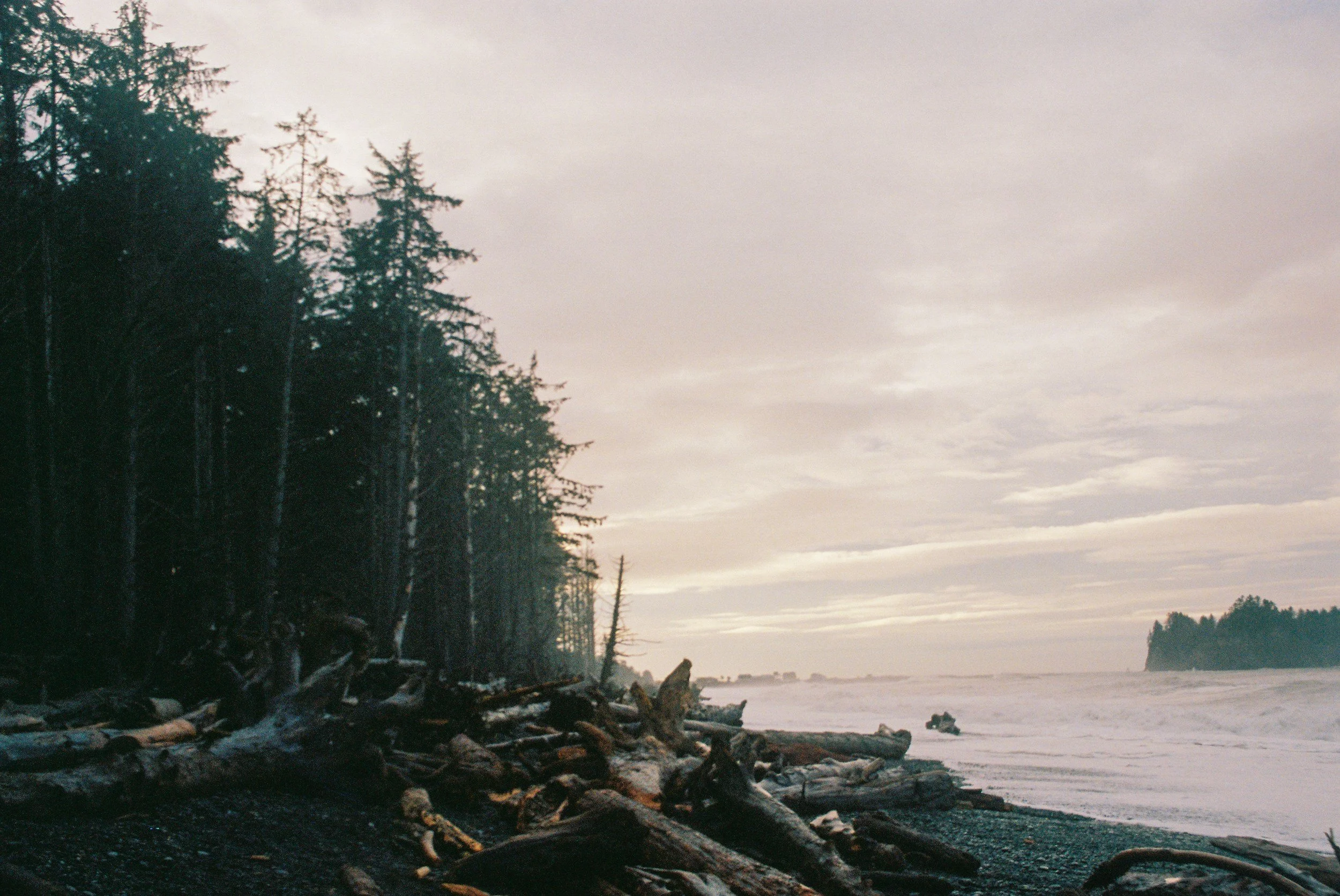 A shoreline with a collection of driftwood logs and rocks, with tall trees on the left and a cloudy sky over water in the background.