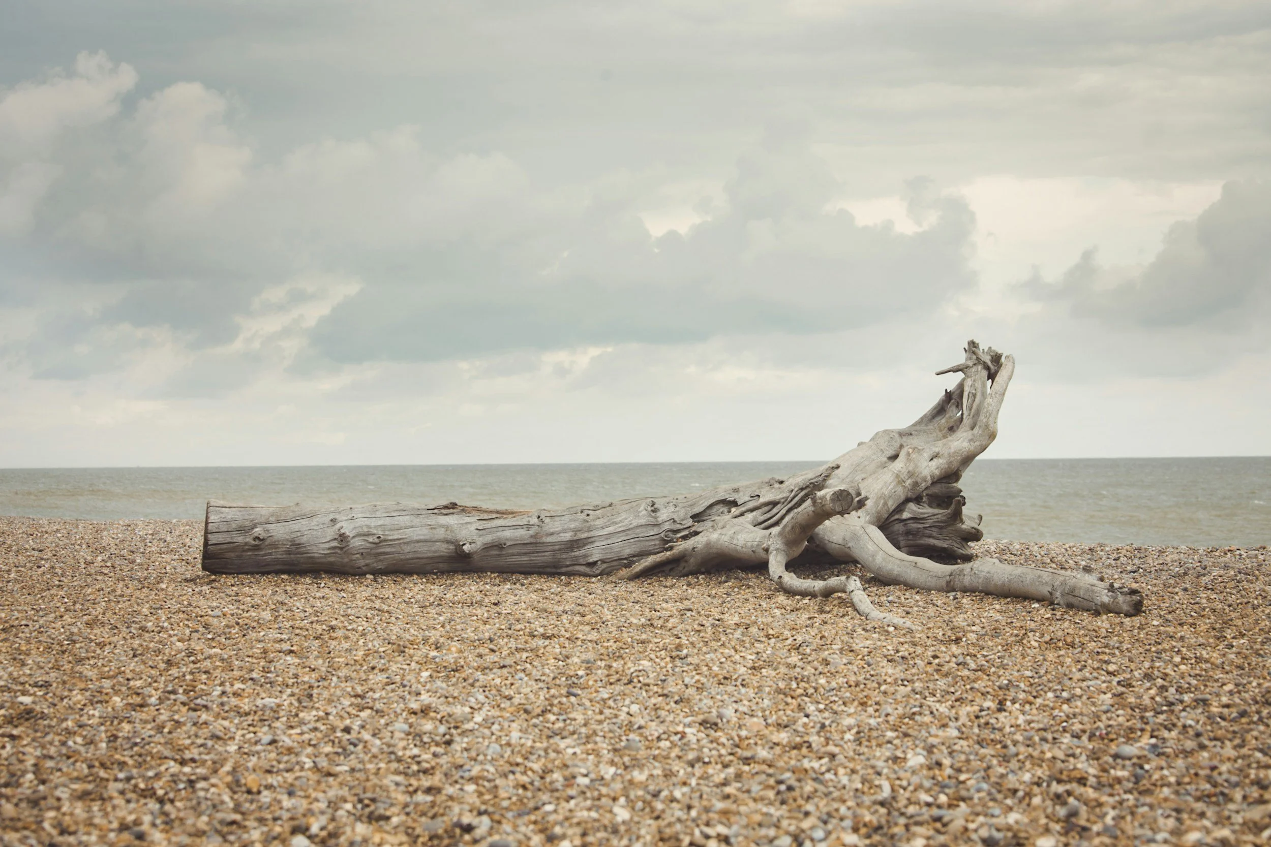 A piece of driftwood on a pebble-covered beach with the ocean and cloudy sky in the background.