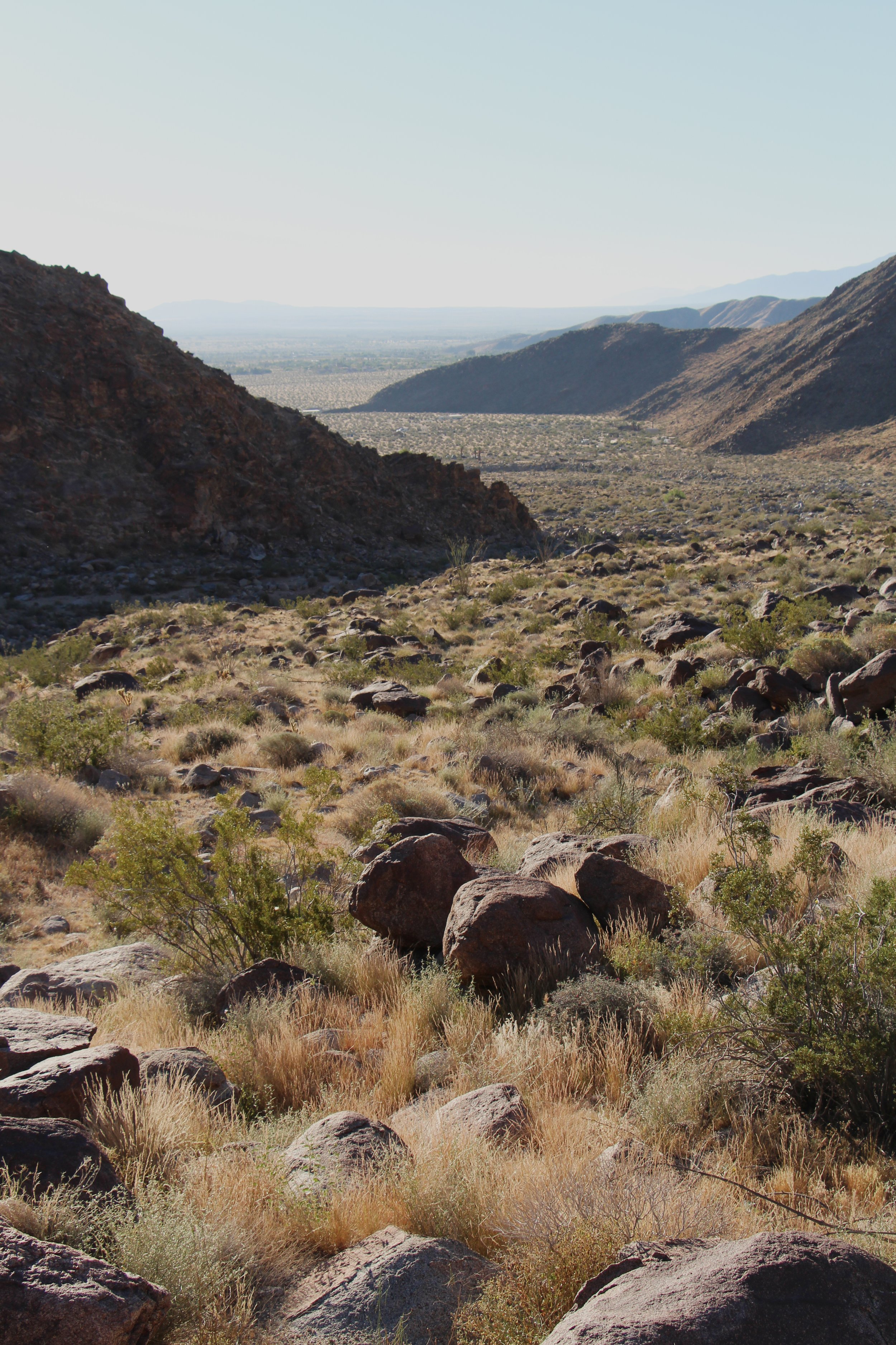 📸 Desert Days: Anza-Borrego and Joshua Tree