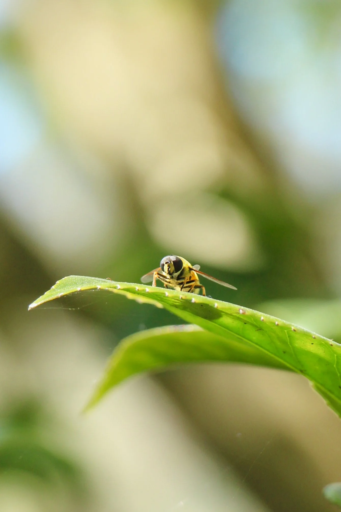  A hoverfly resting on a sunlit leaf. 
