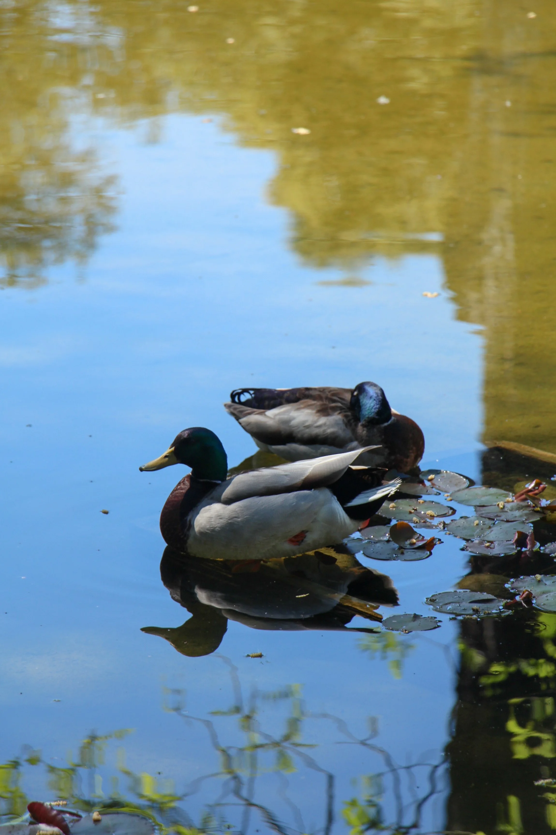  Mallards resting beside the water. 