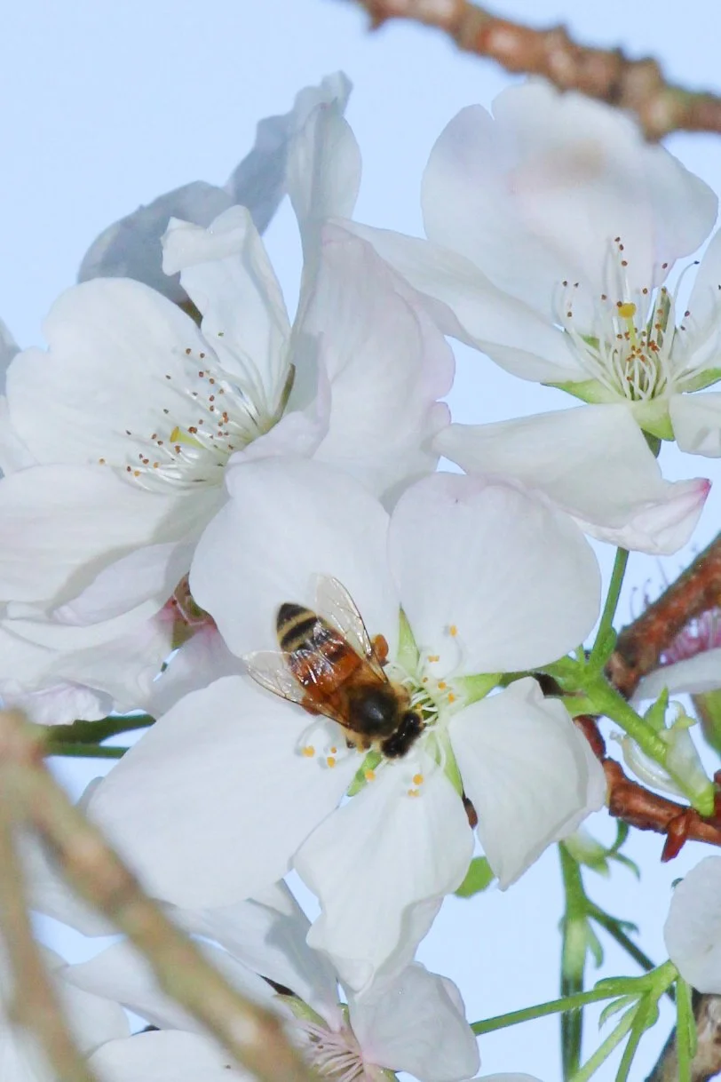  A honey bee gathering pollen from cherry blossoms. 