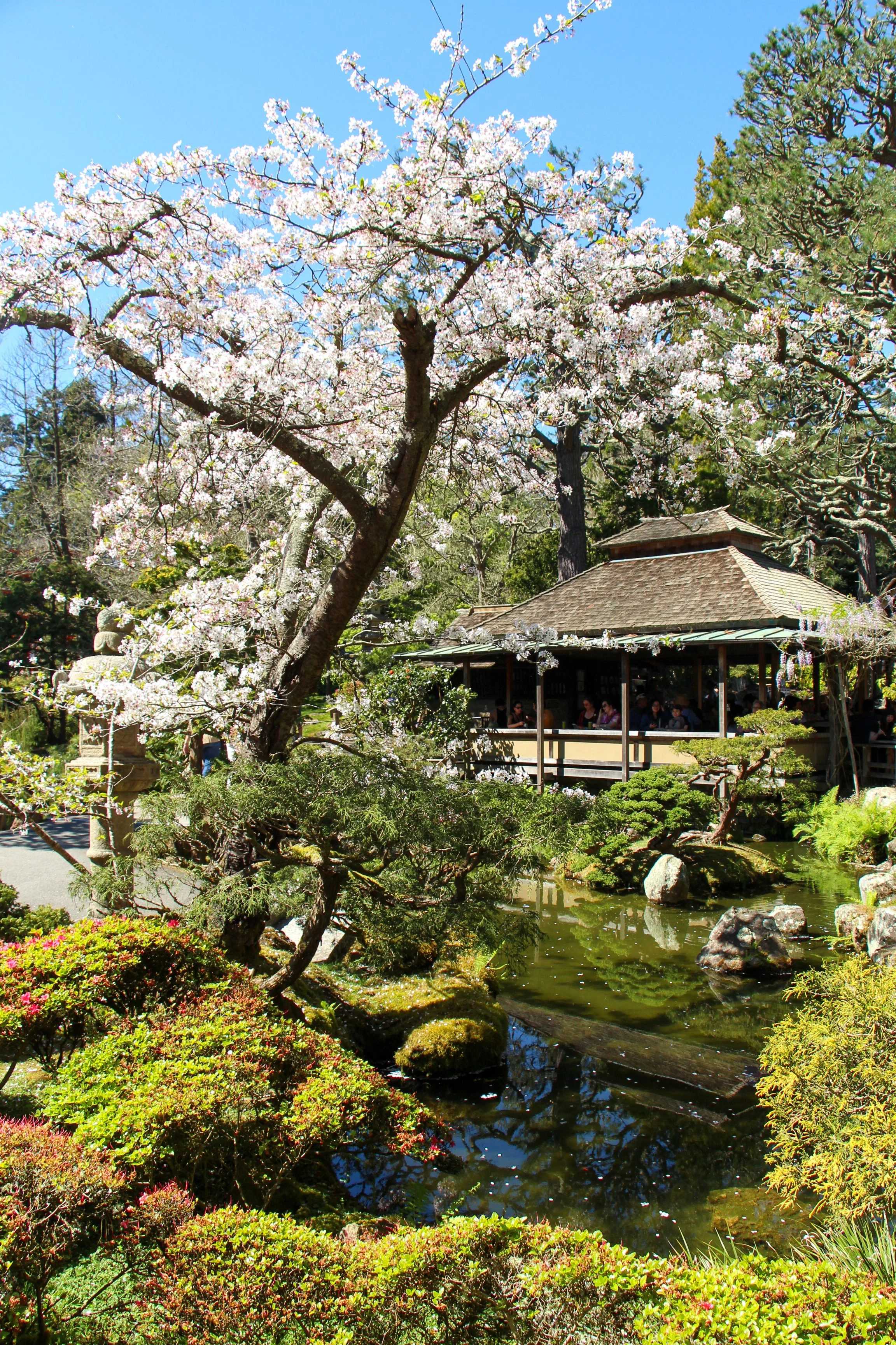  Cherry blossoms overlooking the Japanese Tea Garden. 