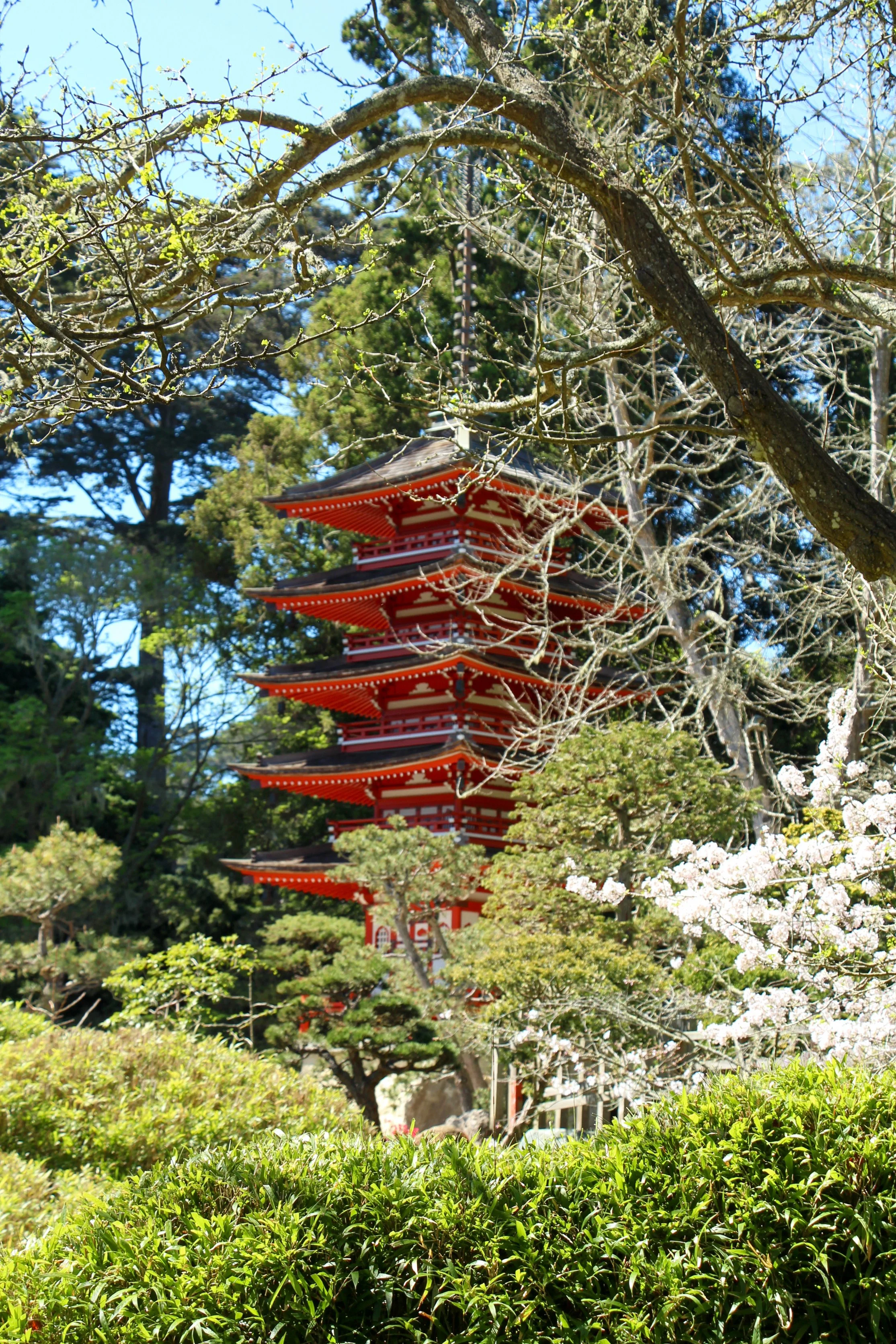  The five-story pagoda framed by trees and cherry blossoms. 