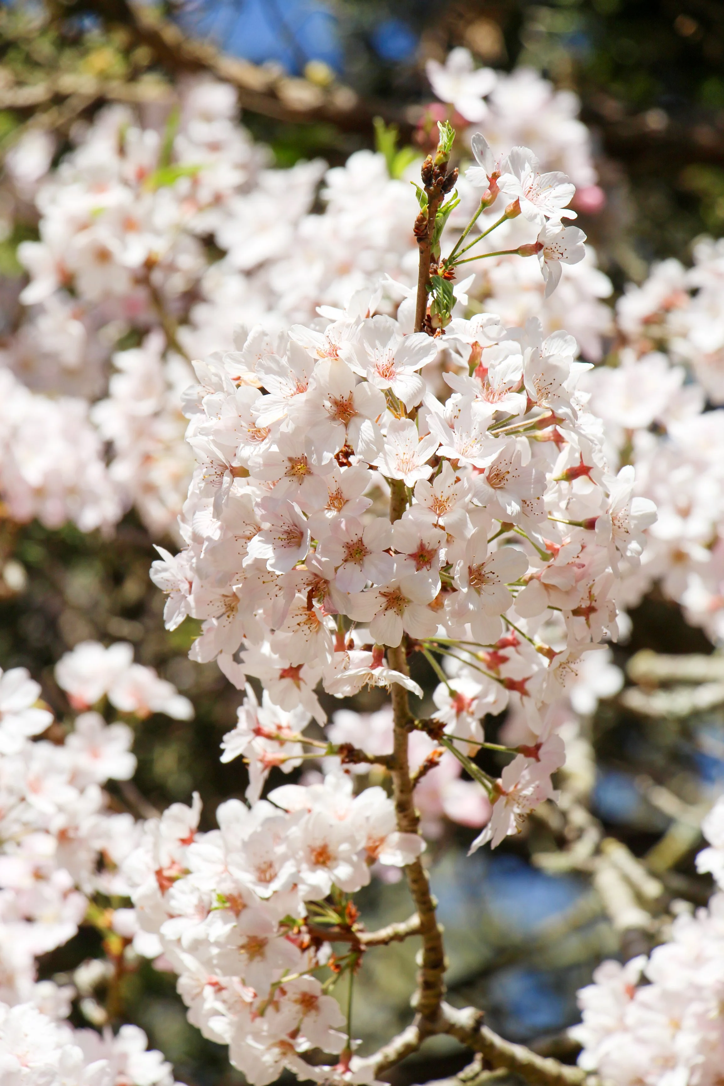  White cherry blossoms in the spring sunlight. 
