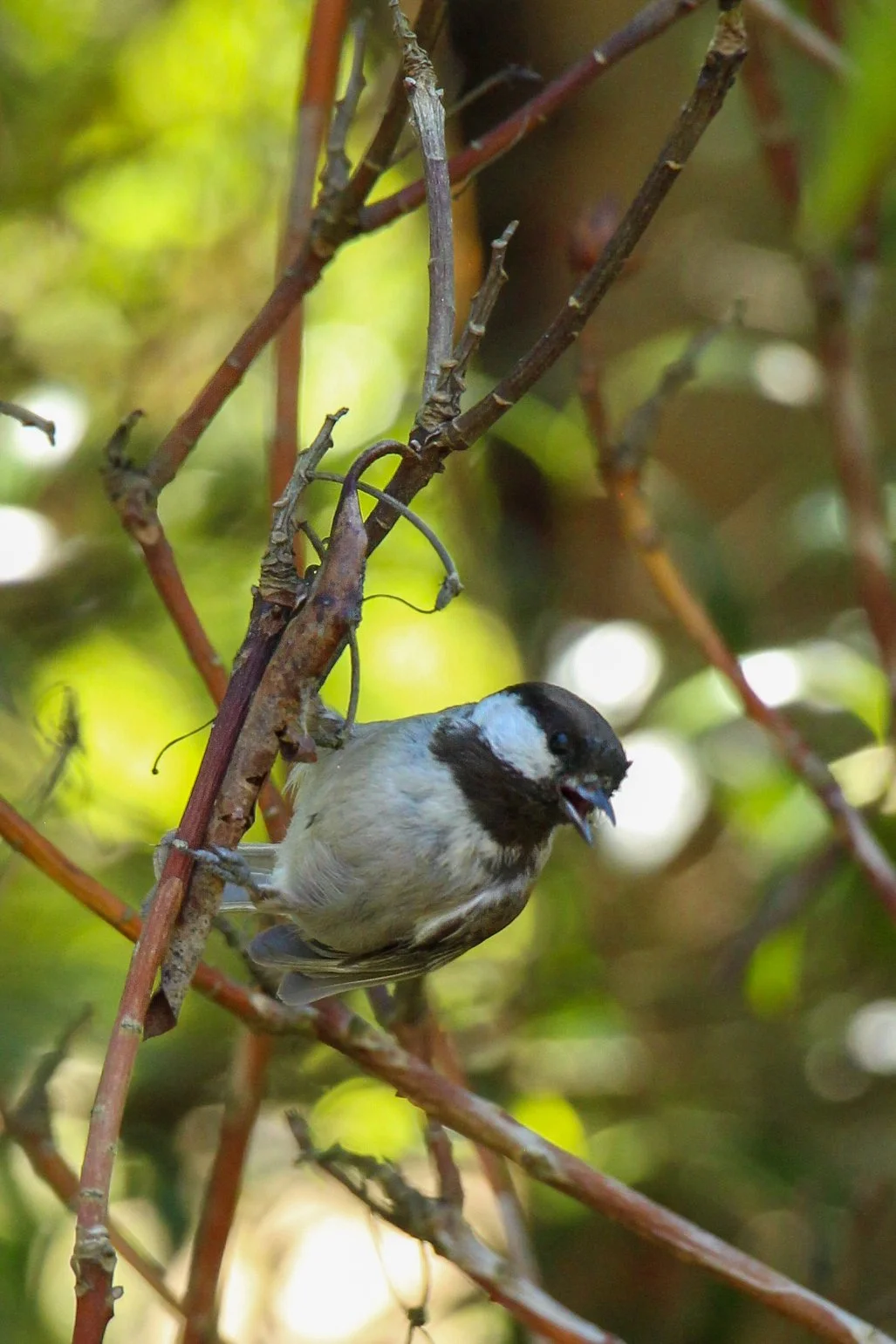  A chestnut-backed chickadee perched among the branches. 