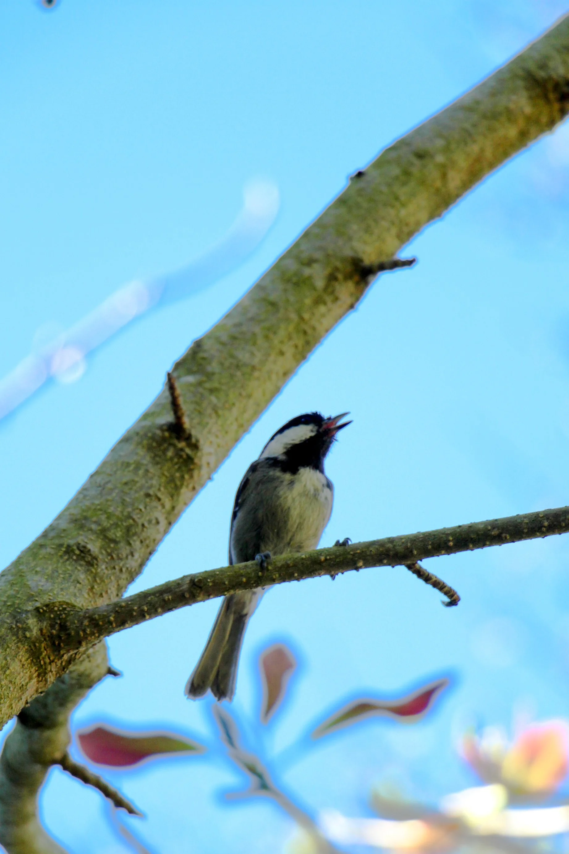  A small bird perched among the garden’s branches. 