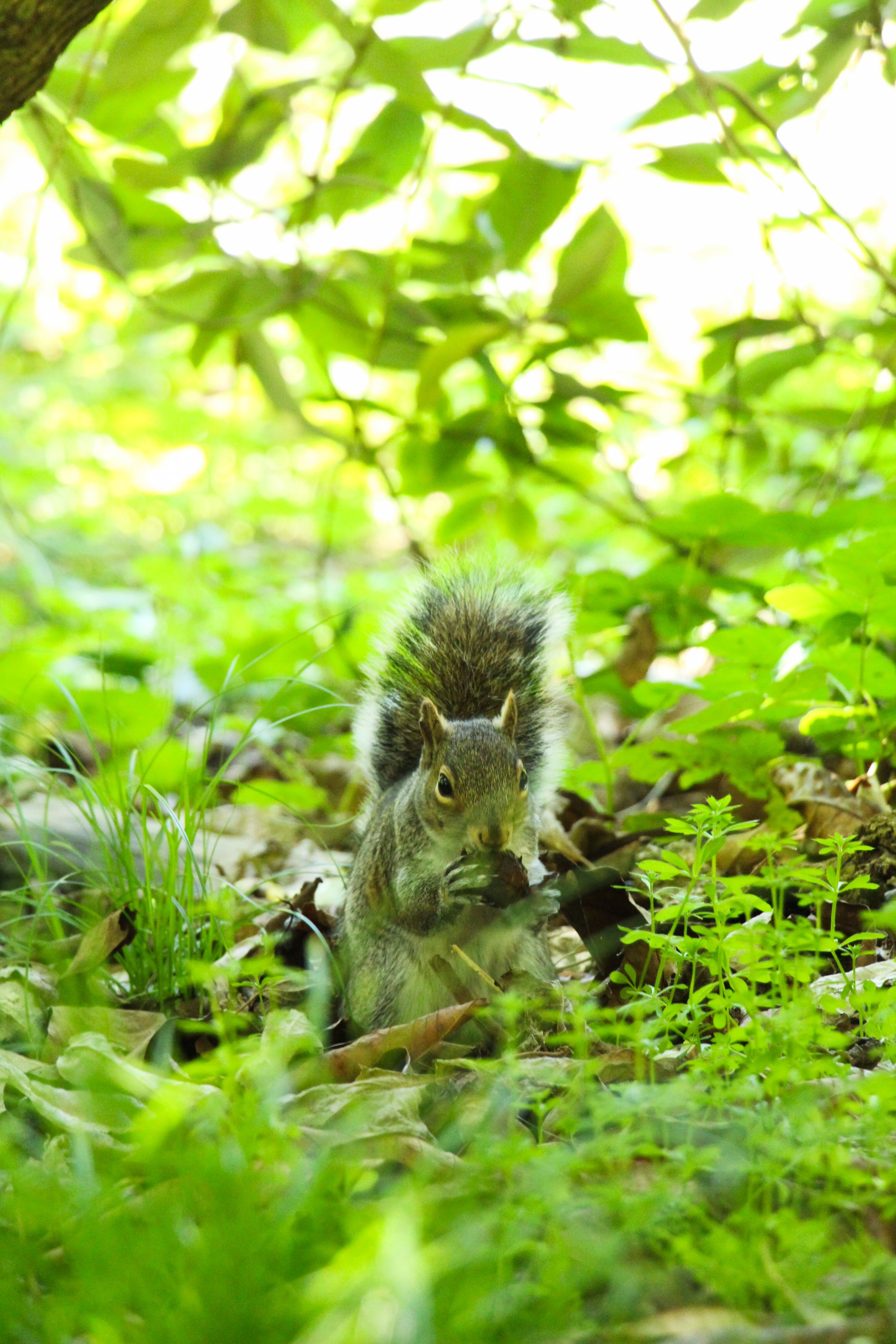  A tree squirrel enjoying a snack. 