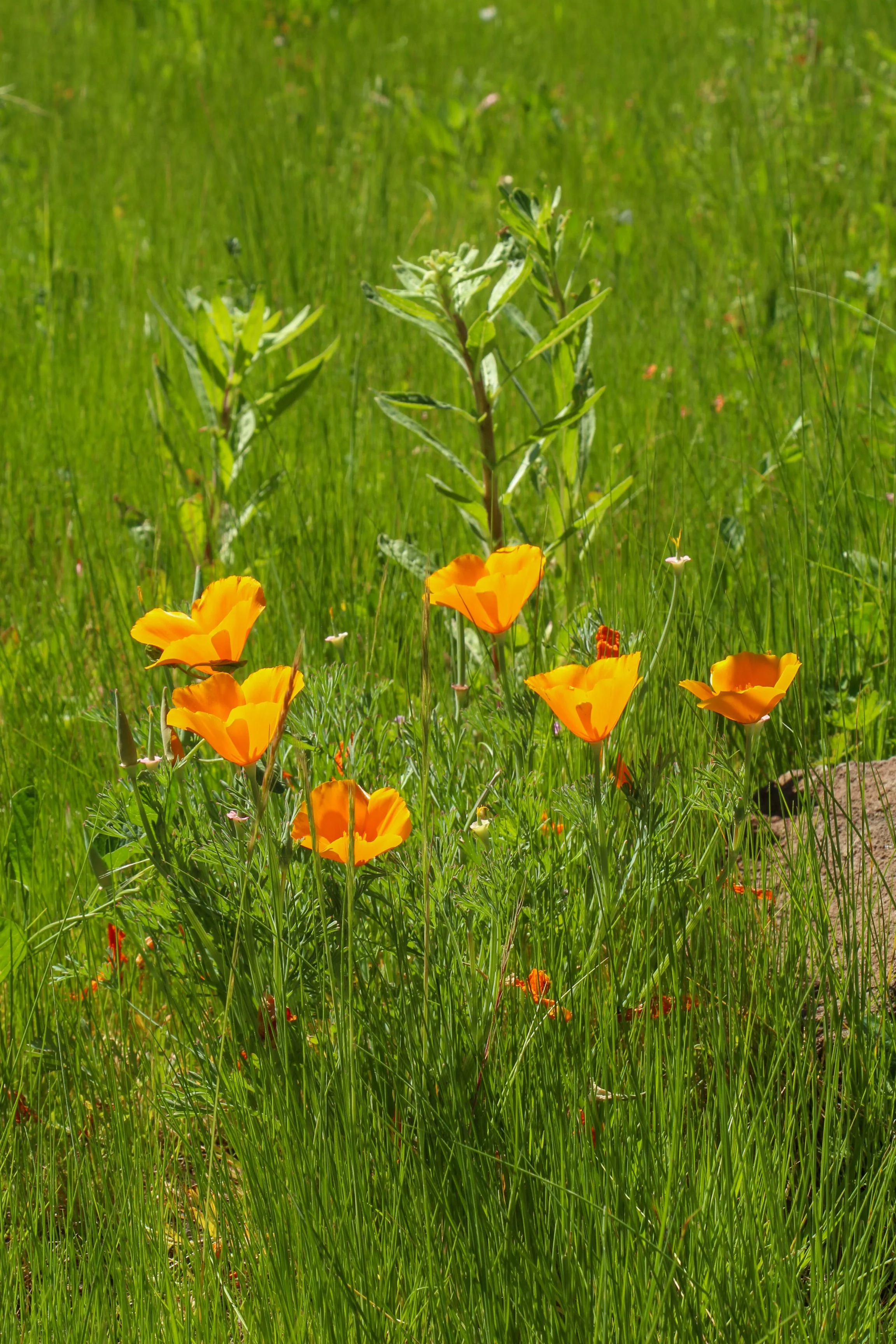  California poppies growing in the spring grass. 