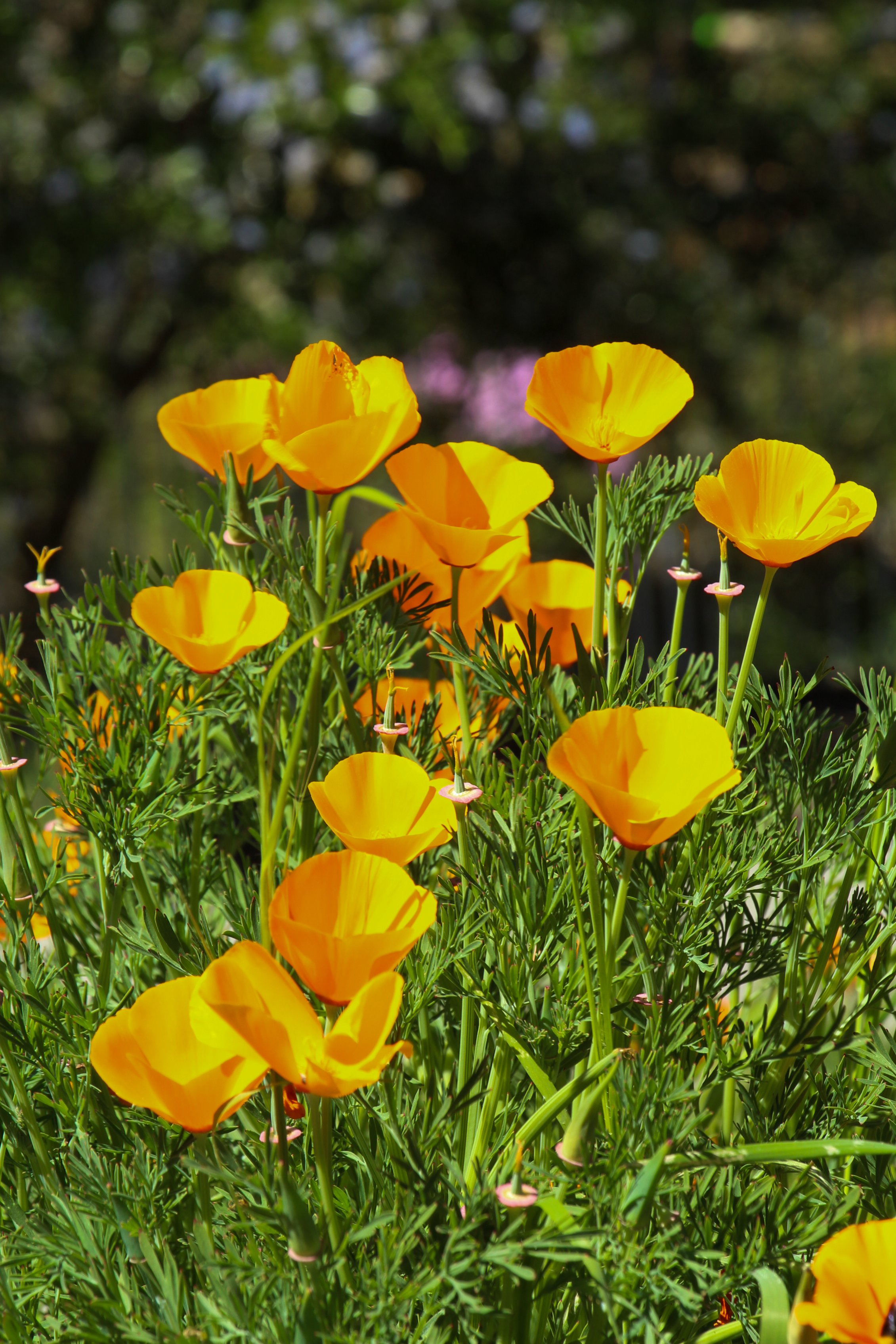  California poppies glowing in the afternoon sun. 