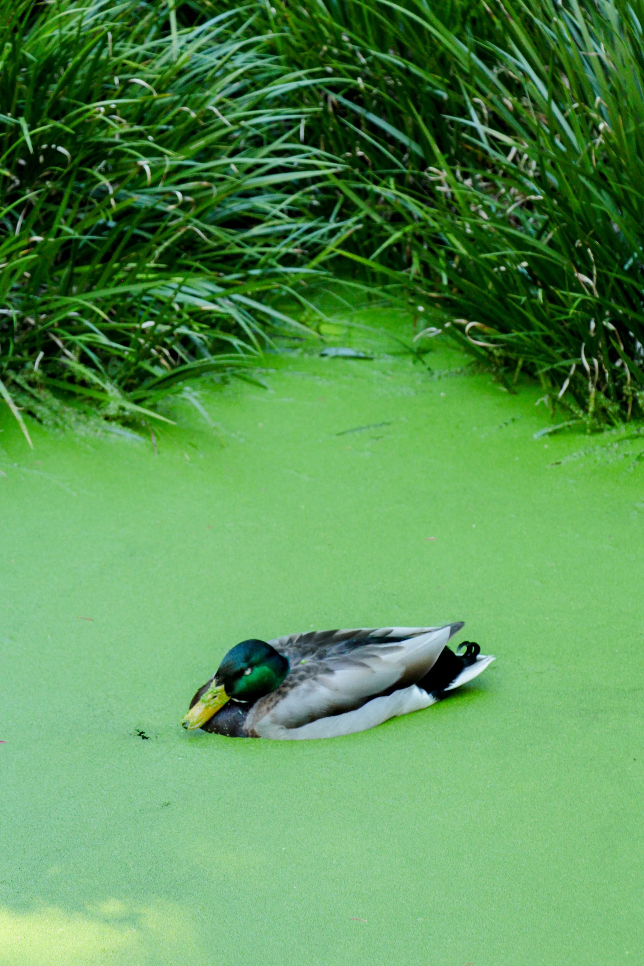 A mallard resting on a pond covered in duckweed. 