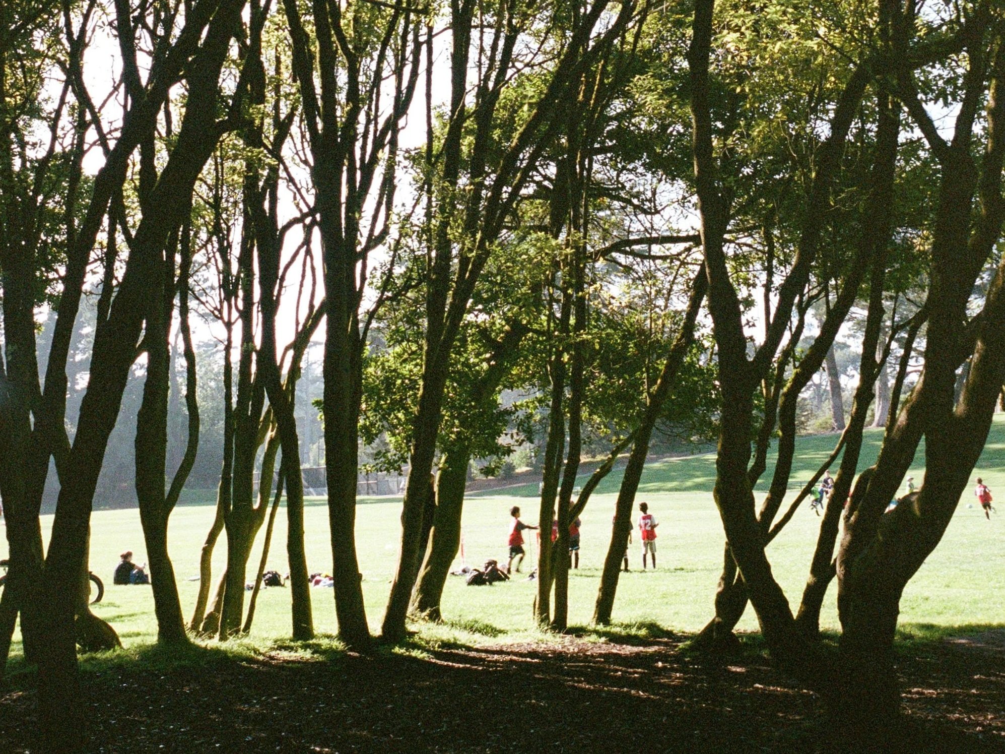 What Forest Bathing Taught Me About Communicating Nature