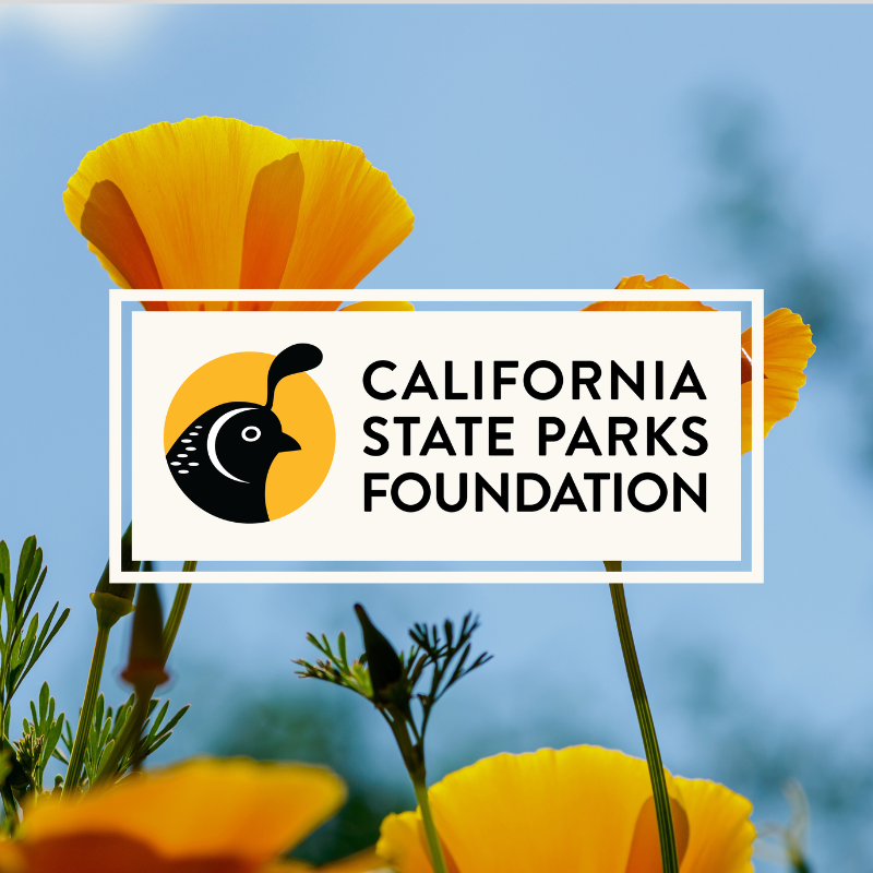 Bright orange California poppies bloom against a clear blue sky.