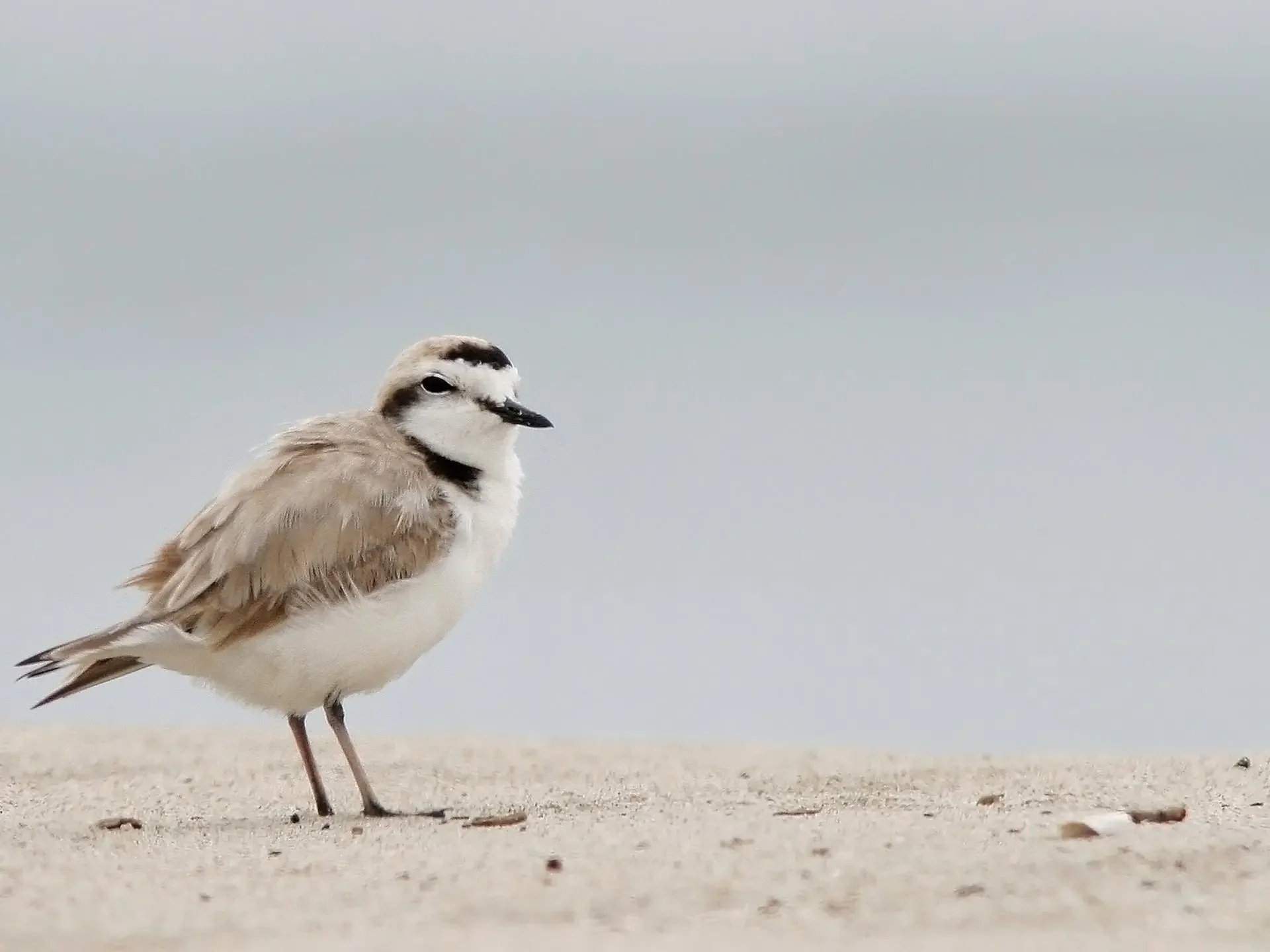 Western snowy plover (Charadrius alexandrinus nivosus)