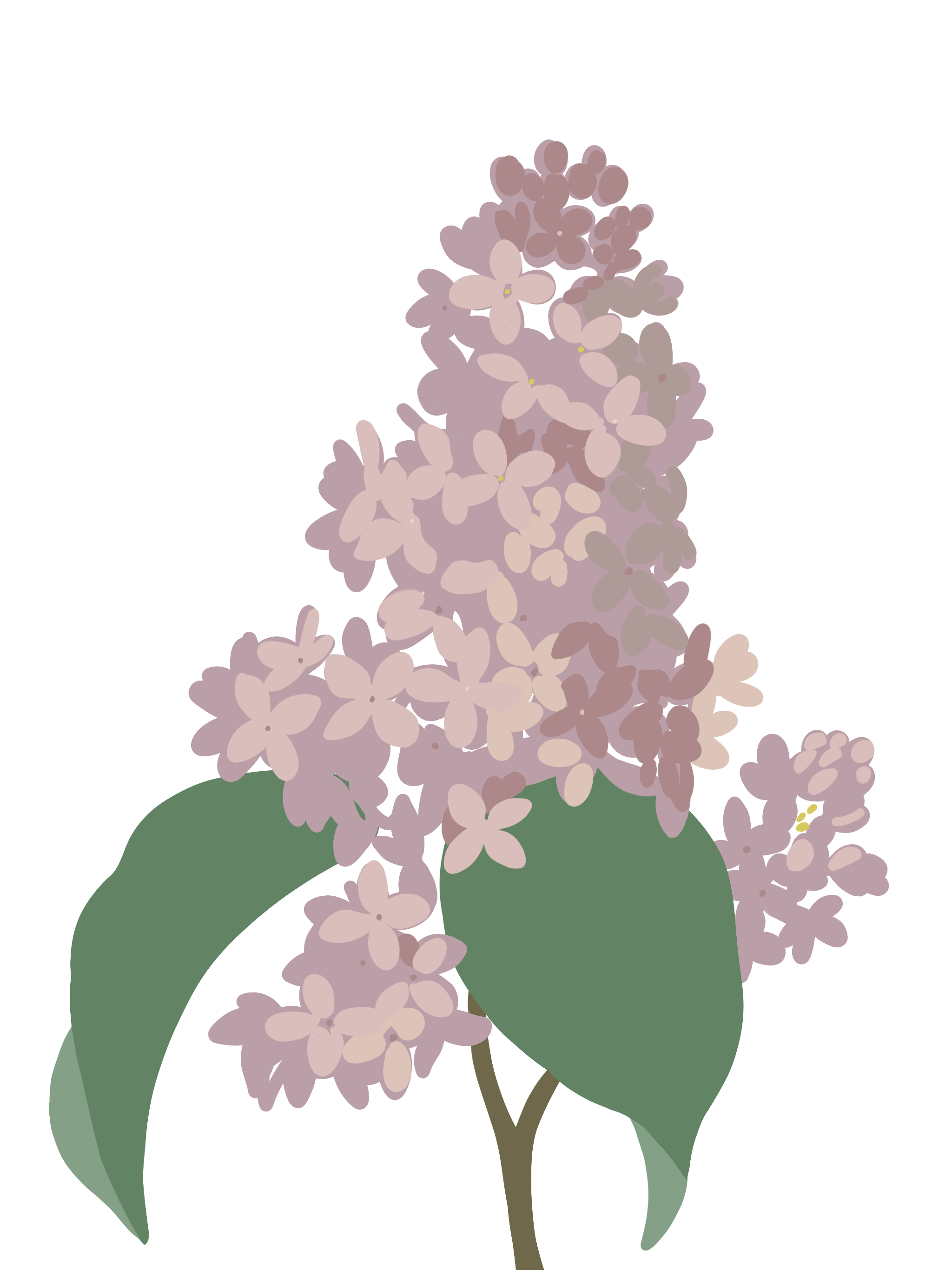 A digital illustration of a lilac flower with purple petals, green leaves, and a brown stem.