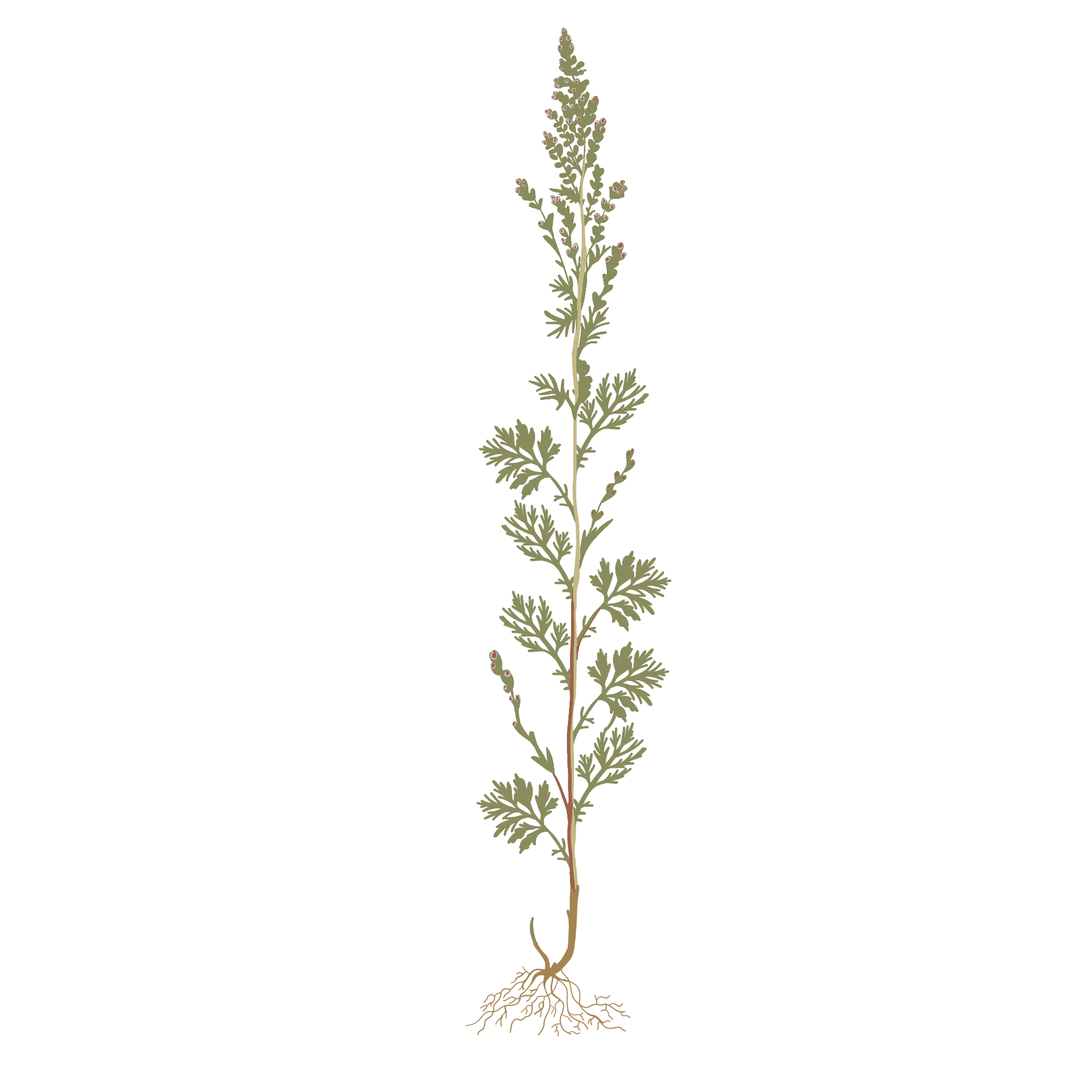 Illustration of a plant with small, rounded pink flowers and detailed green leaves, showing the entire plant including roots.