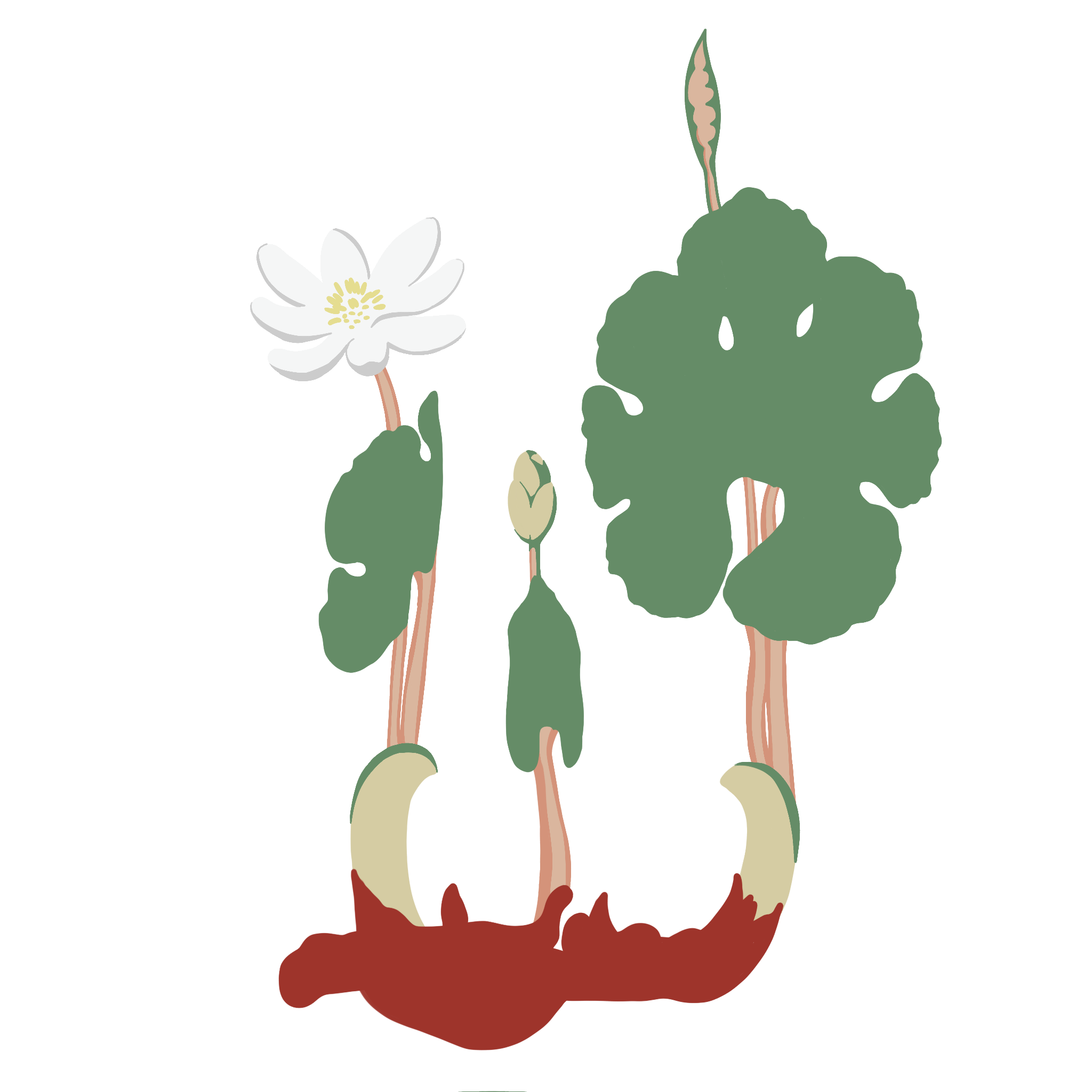 Illustration of lily of the valley flowers with white petals and green leaves, growing from soil.
