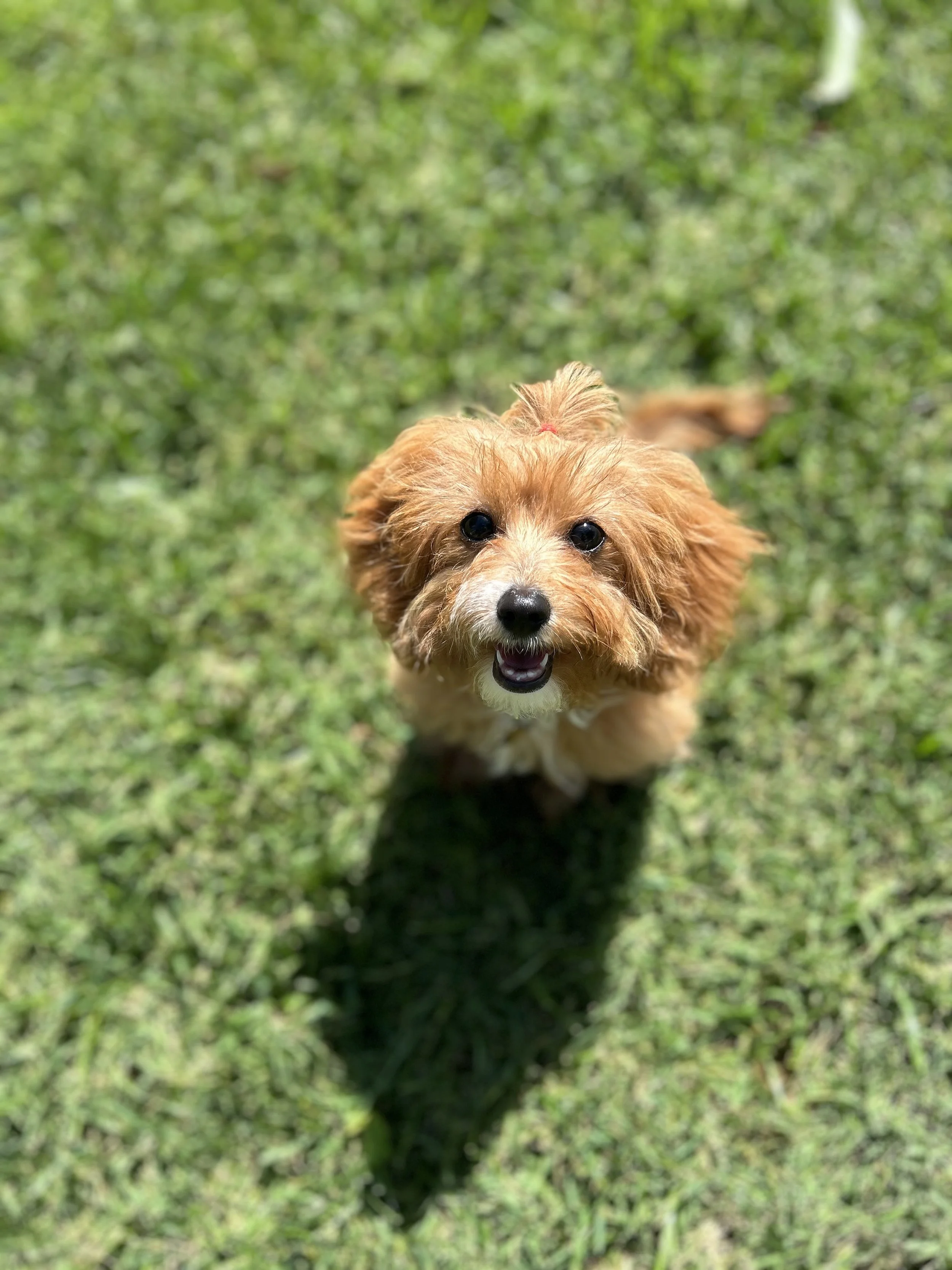 A small, fluffy brown dog with a white patch on its chin, looking up at the camera with a green grassy background.