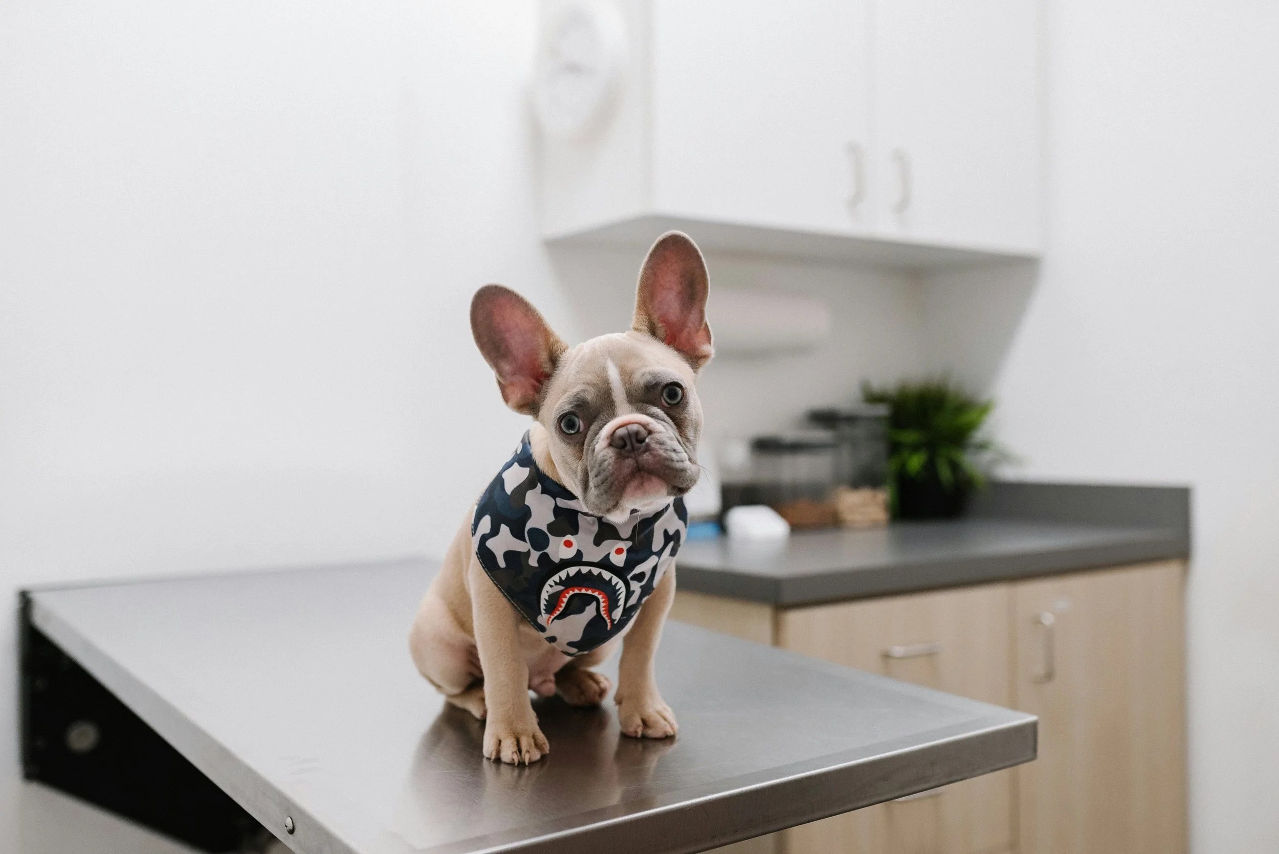 A small French Bulldog puppy wearing a patterned bandana sitting on a grooming table in a veterinary or pet grooming room.