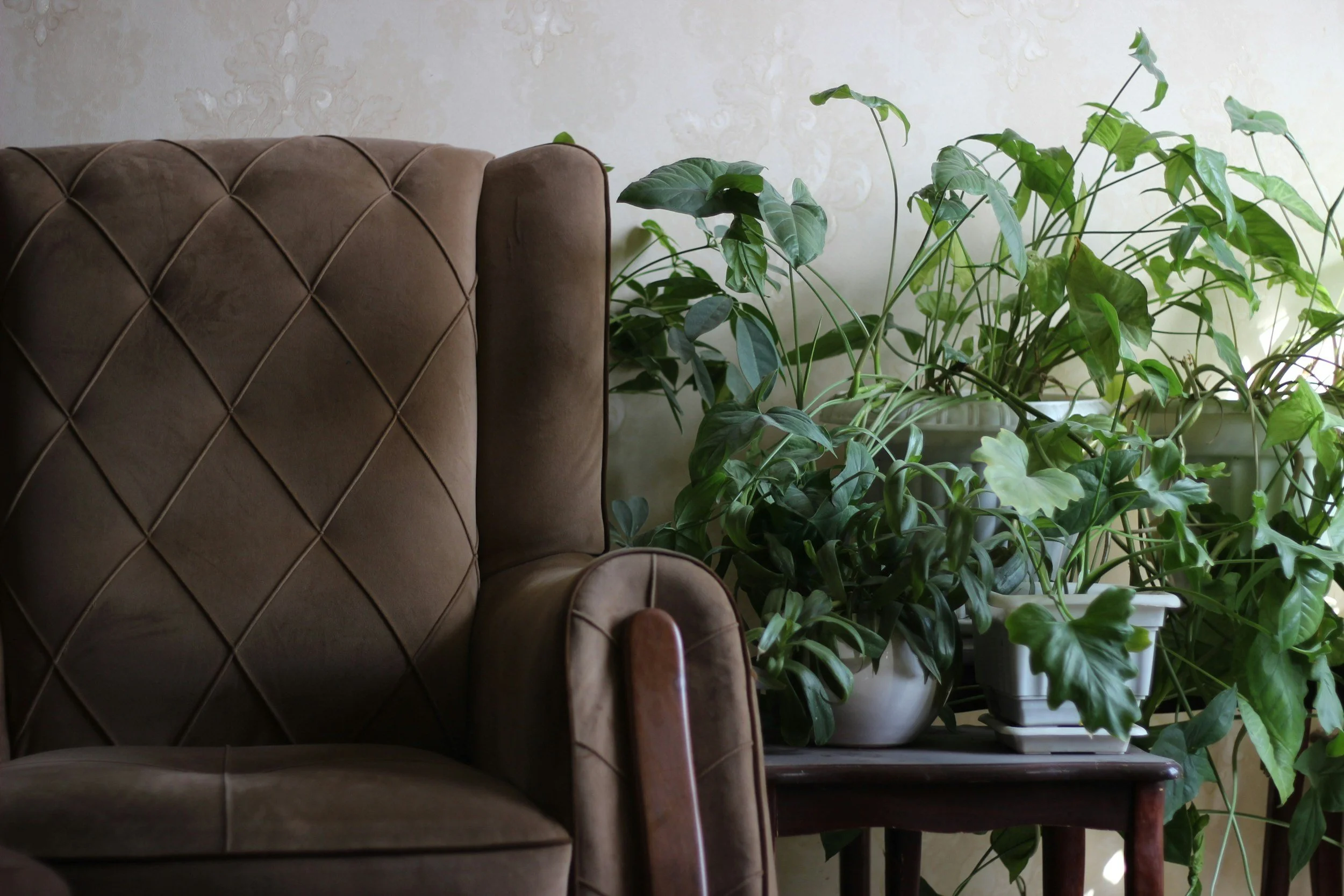 Cosy therapy room with plants in Dubai, UAE
