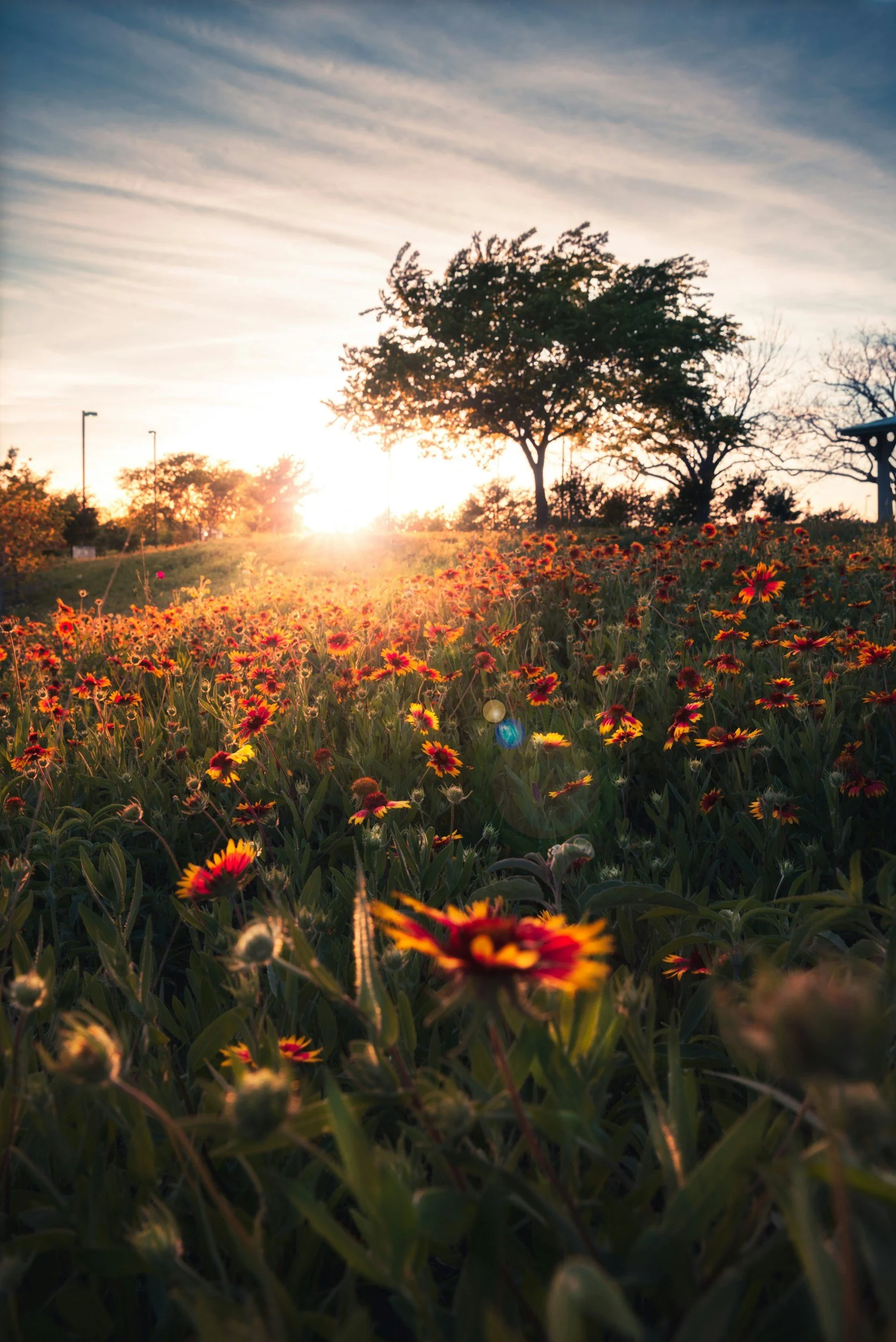 Texas wildflower field at sunrise