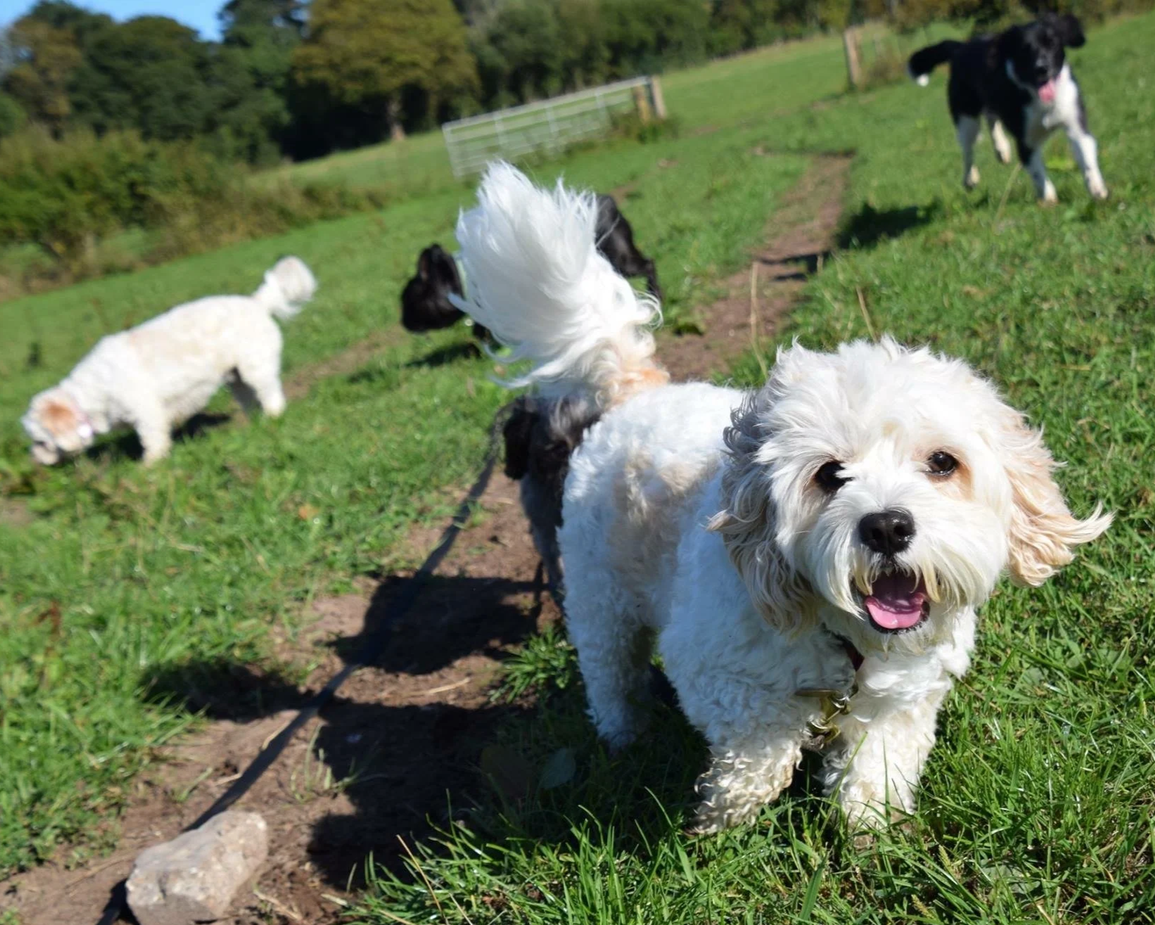 Group of five dogs playing outdoors on a grassy field with trees in the background, some running and one looking at the camera.