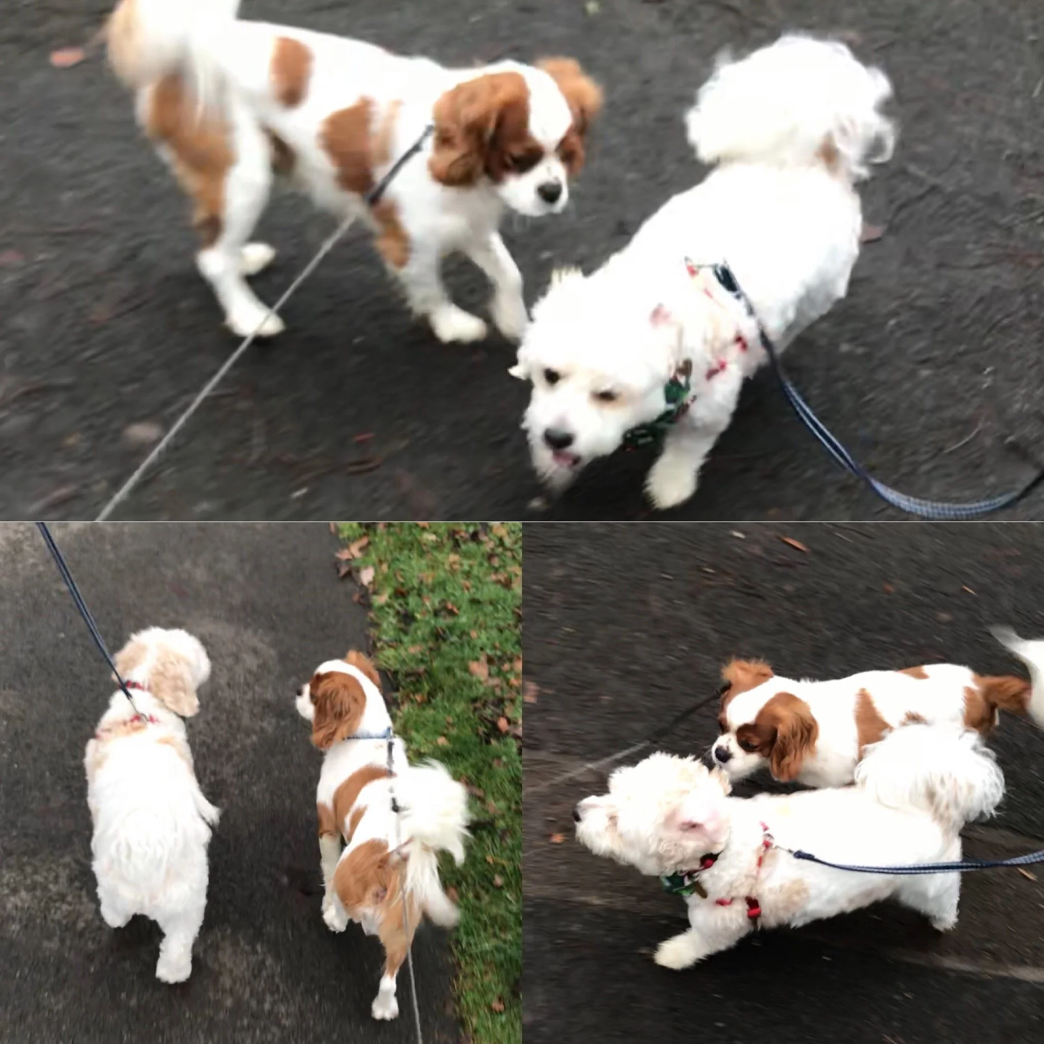 Group of small puppies, including a brown and white spaniel and others, standing on pavement and grass during outdoor walk.