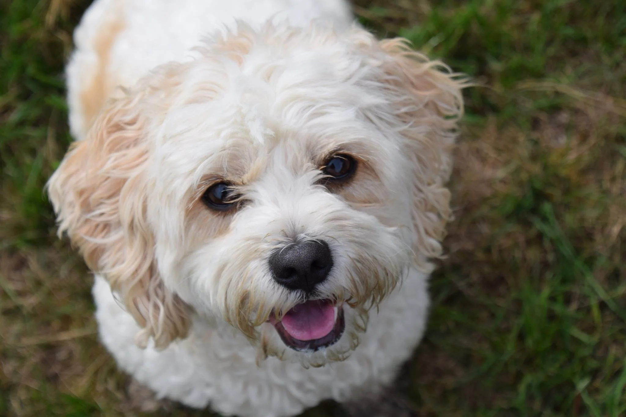 A close-up of a fluffy white dog with curly hair, black eyes, and an open mouth, lying on grass.