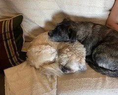 Two dogs, one tan and one dark, are lying on a sofa, cuddling and resting their heads together.