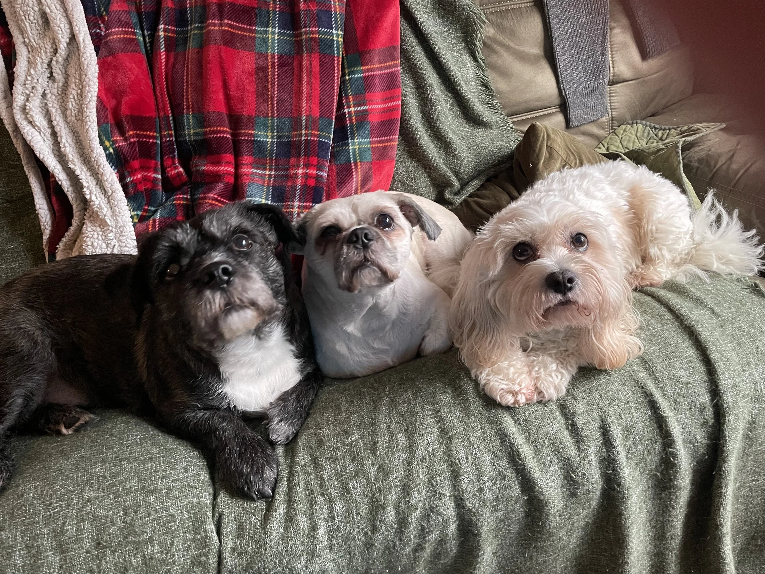 Three small dogs sitting on a green textured couch with pillows, blankets, and plaid clothing in the background.