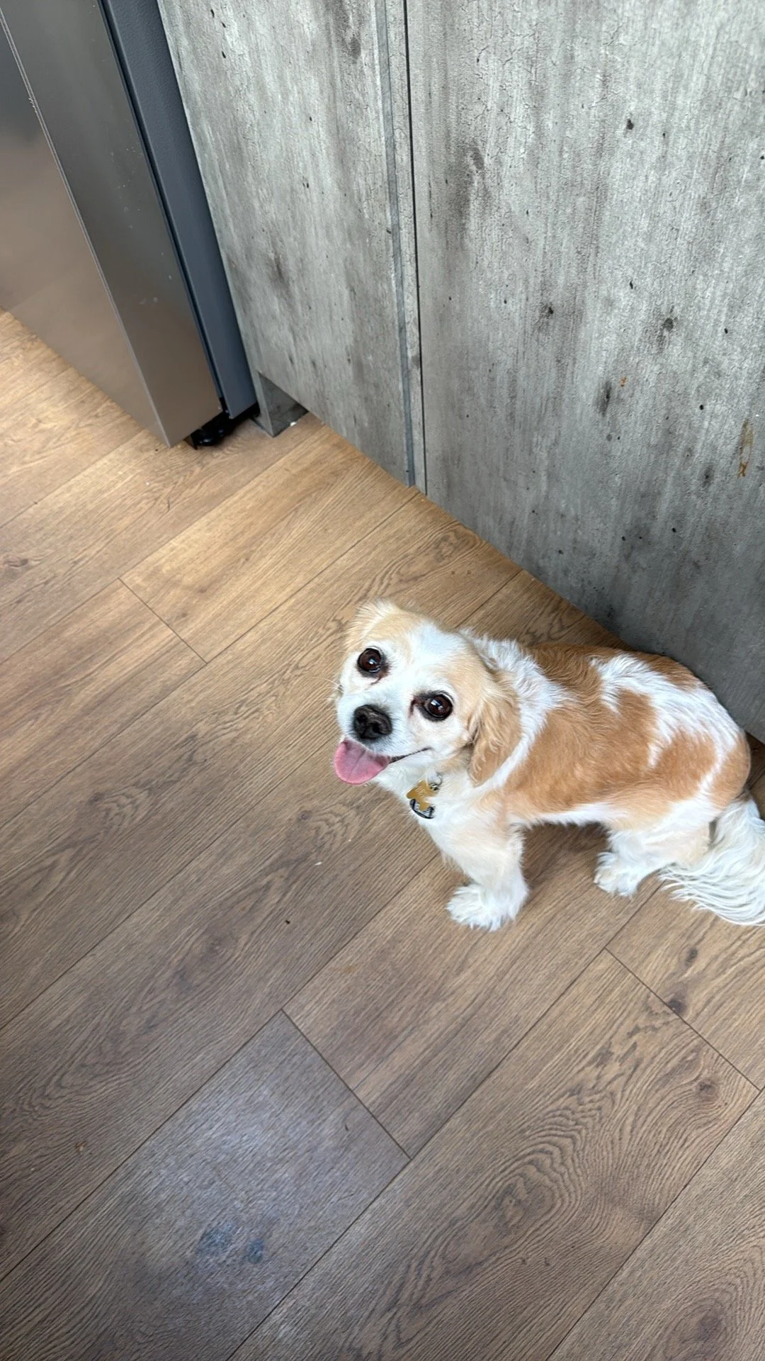 Small dog with floppy ears, white and tan fur, sitting on wooden floor and looking up with tongue out, near concrete wall and metal cabinet.