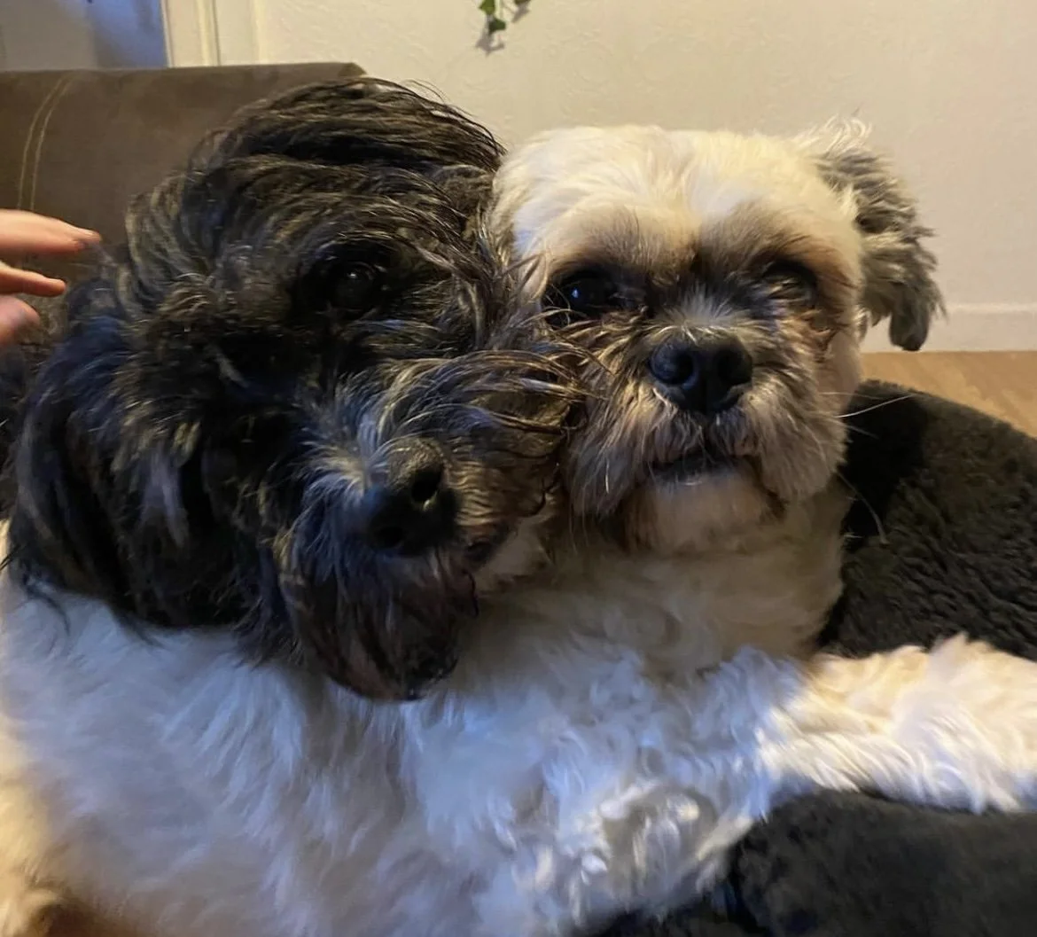 Two small dogs cuddling on a black blanket, one with black and white fur and the other with cream and gray fur, on a brown surface with a wall in the background.