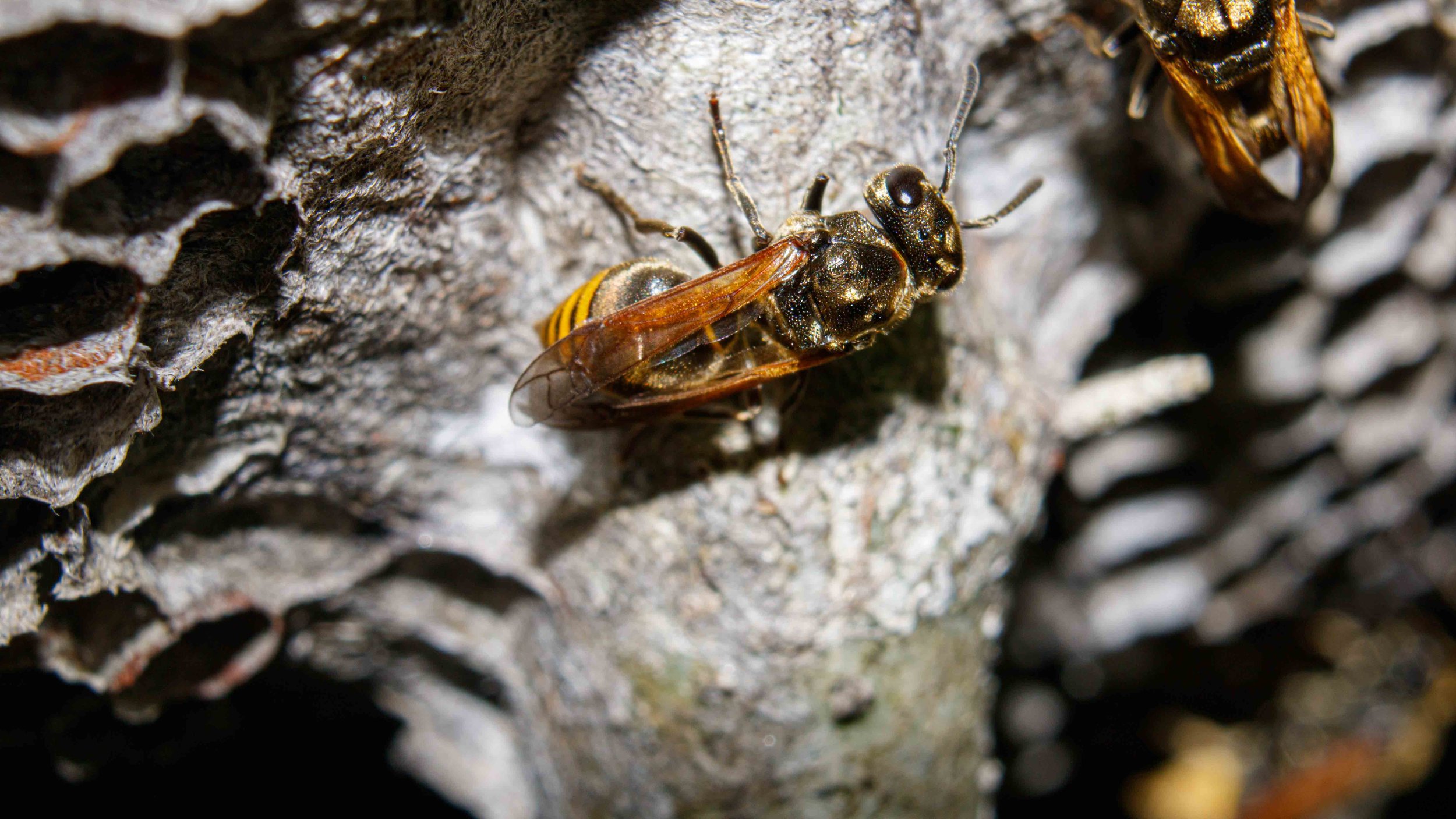 Abeja en un árbol, posada en la corteza, con detalles de sus alas y cuerpo oscurecidos por el enfoque cercano.