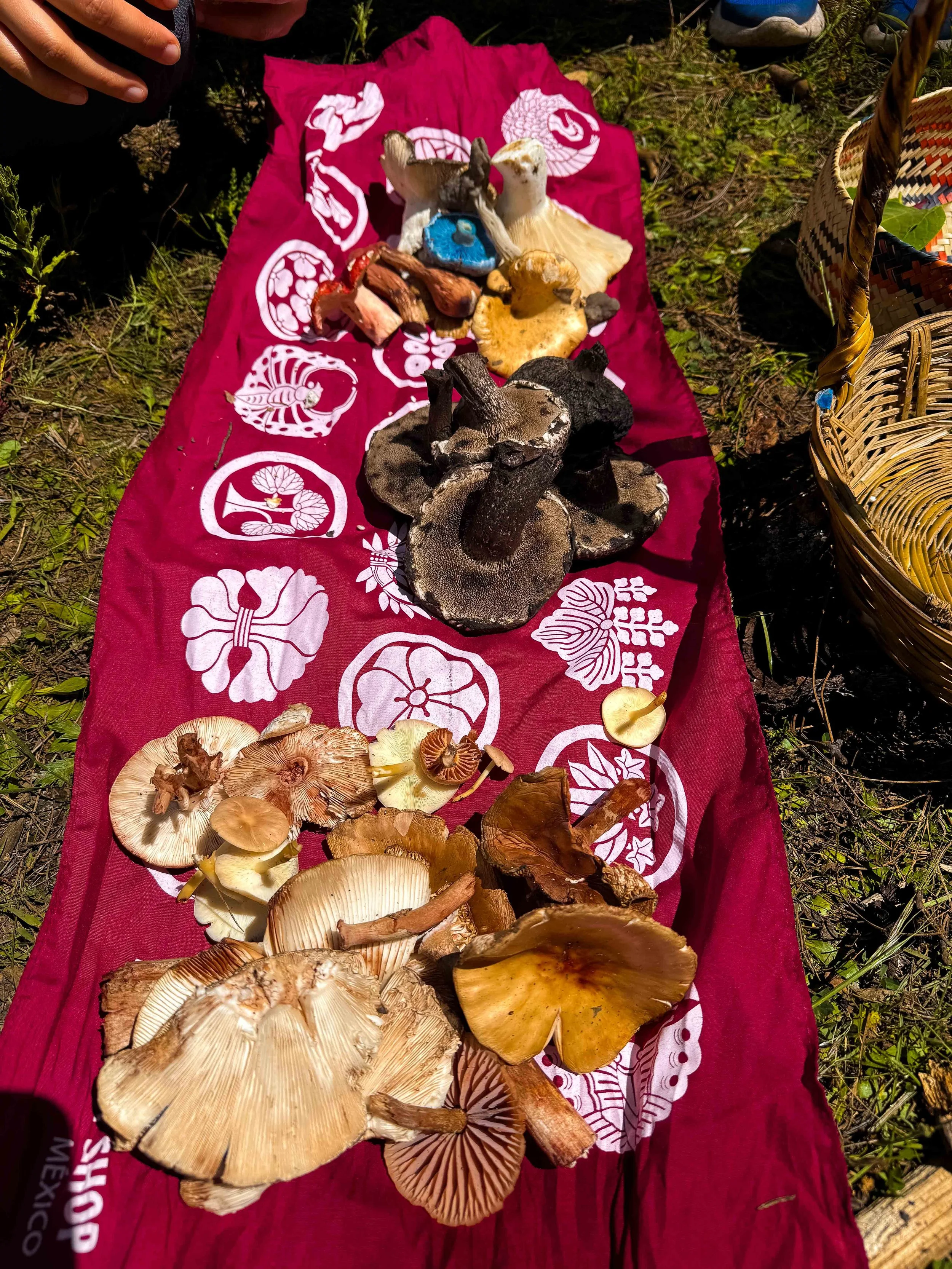 Variedad de hongos comestibles de diferentes tamaños, colores y formas extendidos sobre una tela color vino con diseños blancos, colocados en el suelo de tierra con pasto, en el municipio de Omitlan, comunidad de tres cañadas.