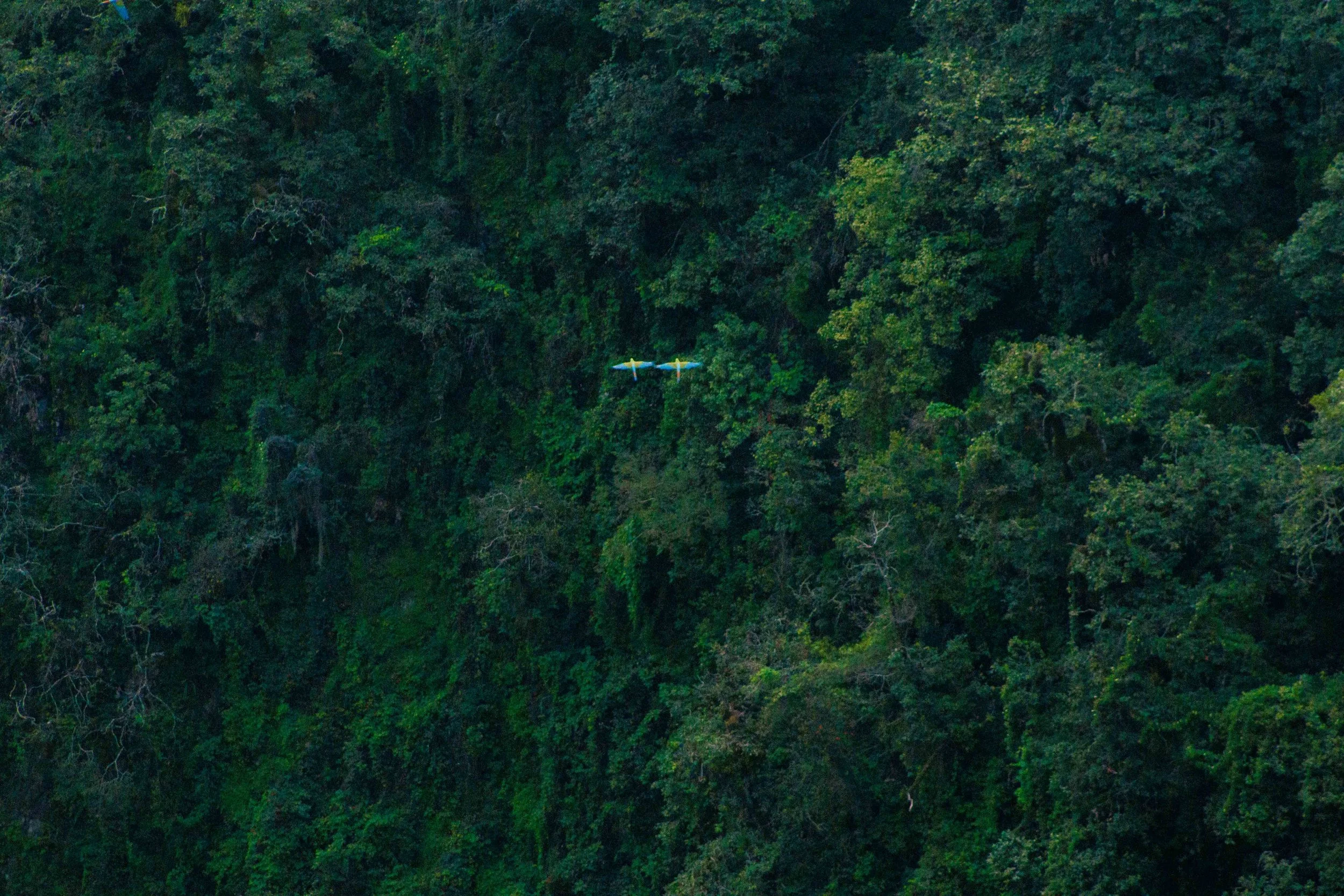 Vista aérea de un bosque denso con un avión pequeño en vuelo en medio de los árboles.