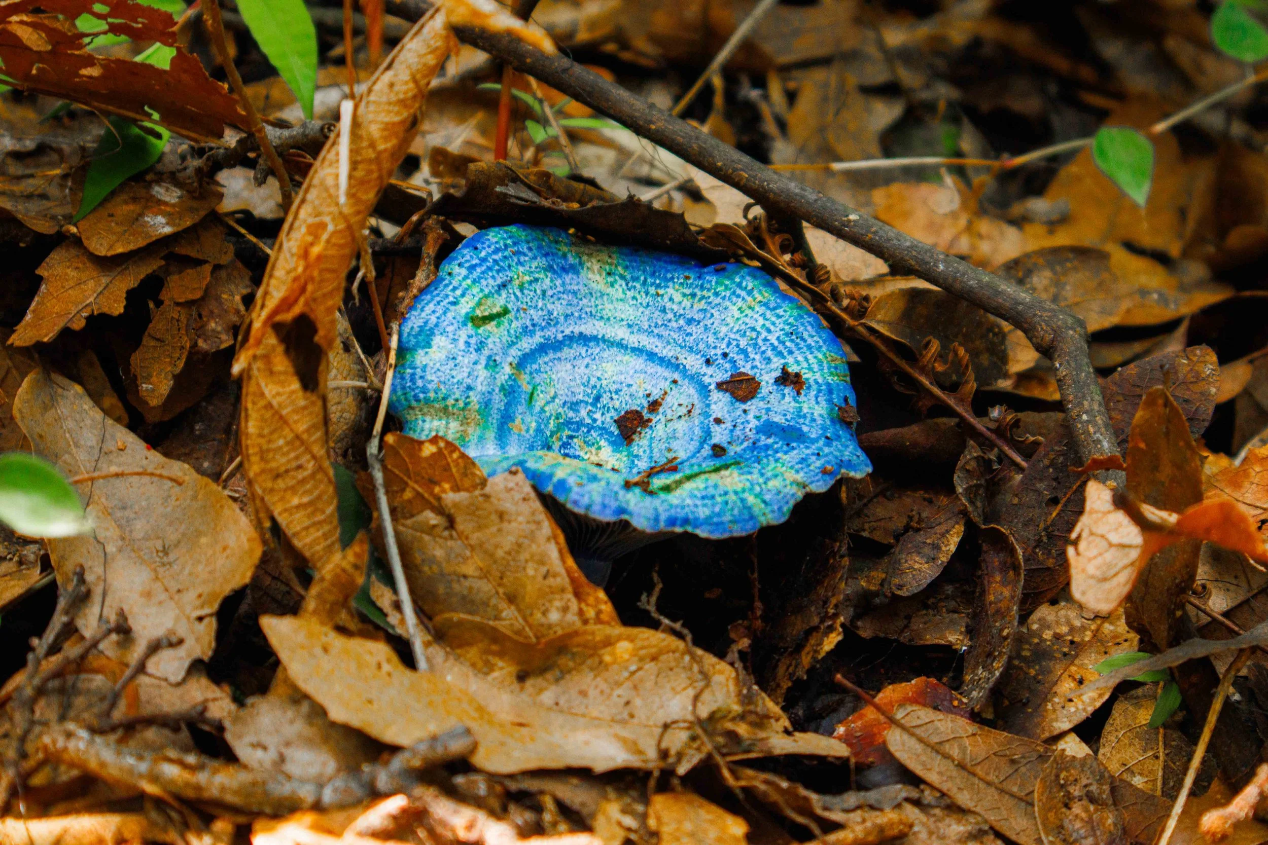 Un hongo de color azul y verde con tonos iridiscentes, ubicado entre hojas secas y ramas en el suelo de un bosque.
