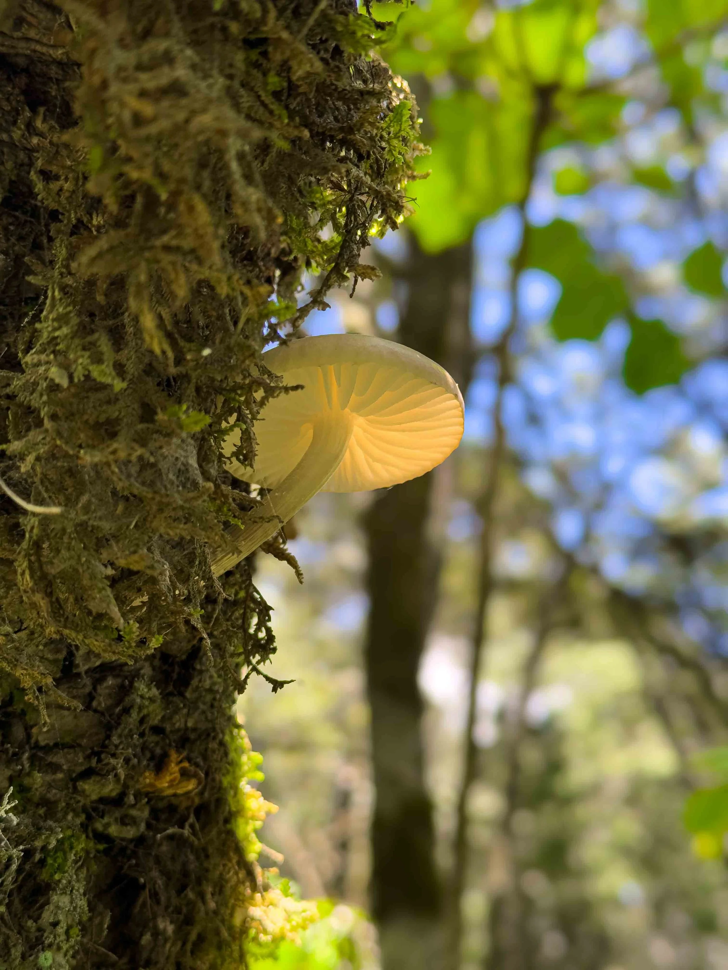 Hongo blanco debajo de un árbol, rodeado de musgo y hojas verdes en un bosque de Omitlan de Juarez, Hidalgo .