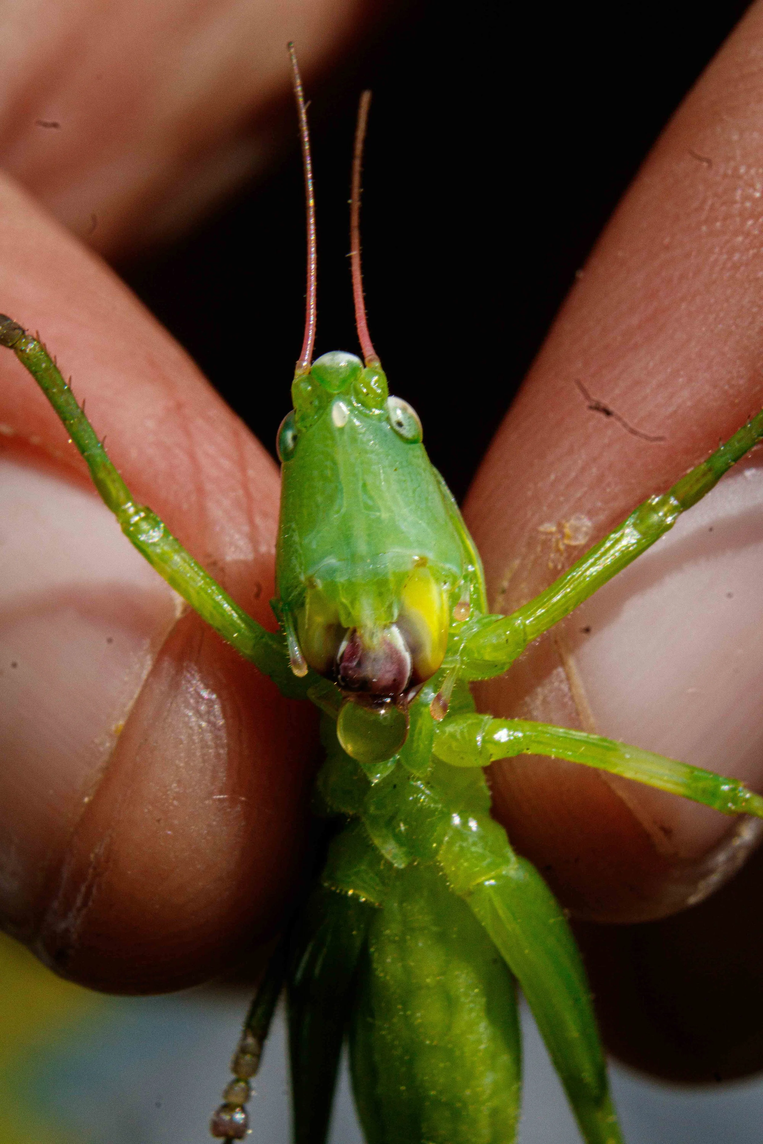 Primer plano de una ninfa de cigarra en manos humanas, con enfoque en su cabeza y partes del cuerpo, mostrando detalles de su estructura y coloración verde.