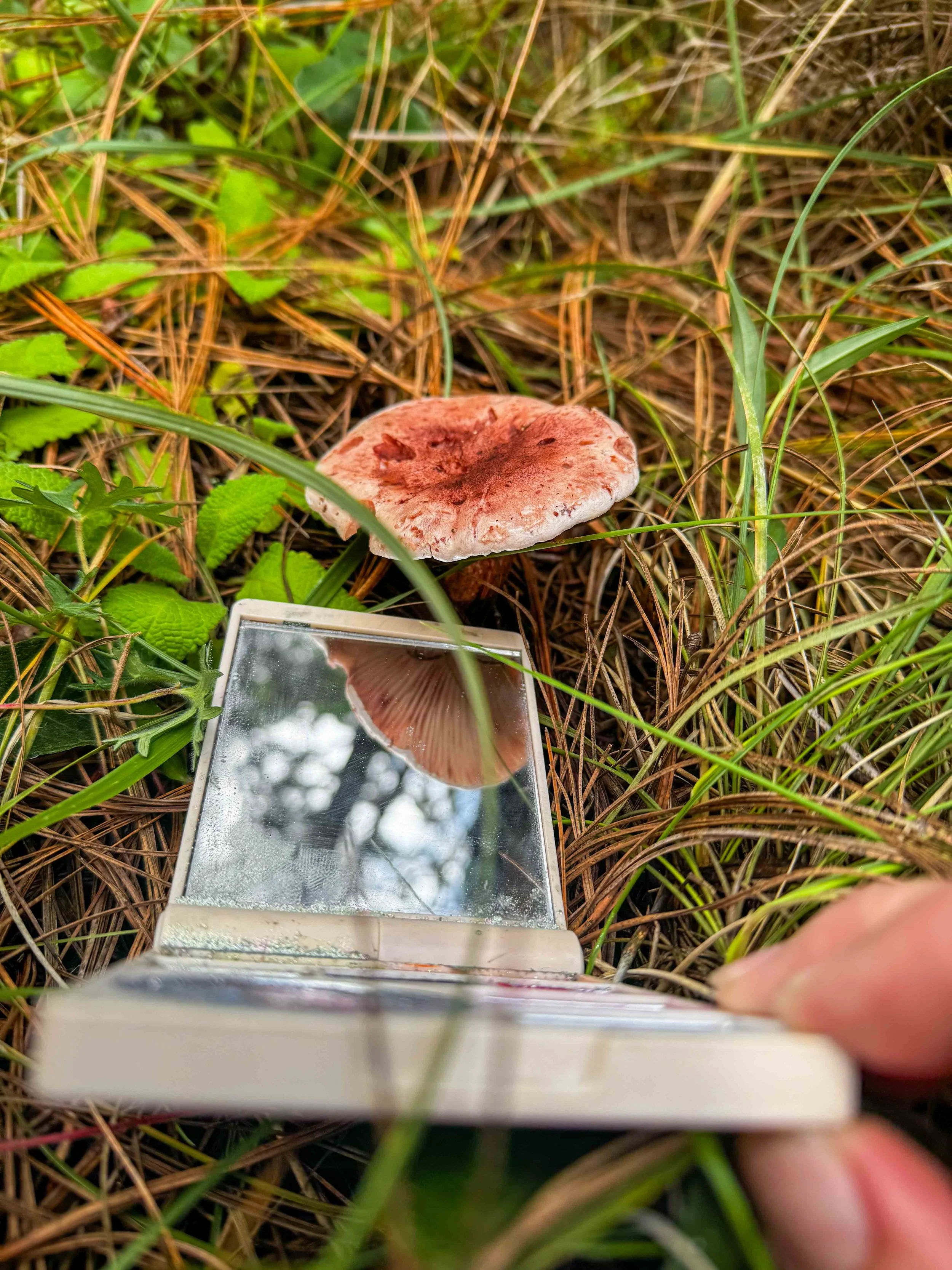 Un hongo marrón con sombrero plano crece entre la hierba y hojas verdes, y una lupa refleja el sombrero del hongo.